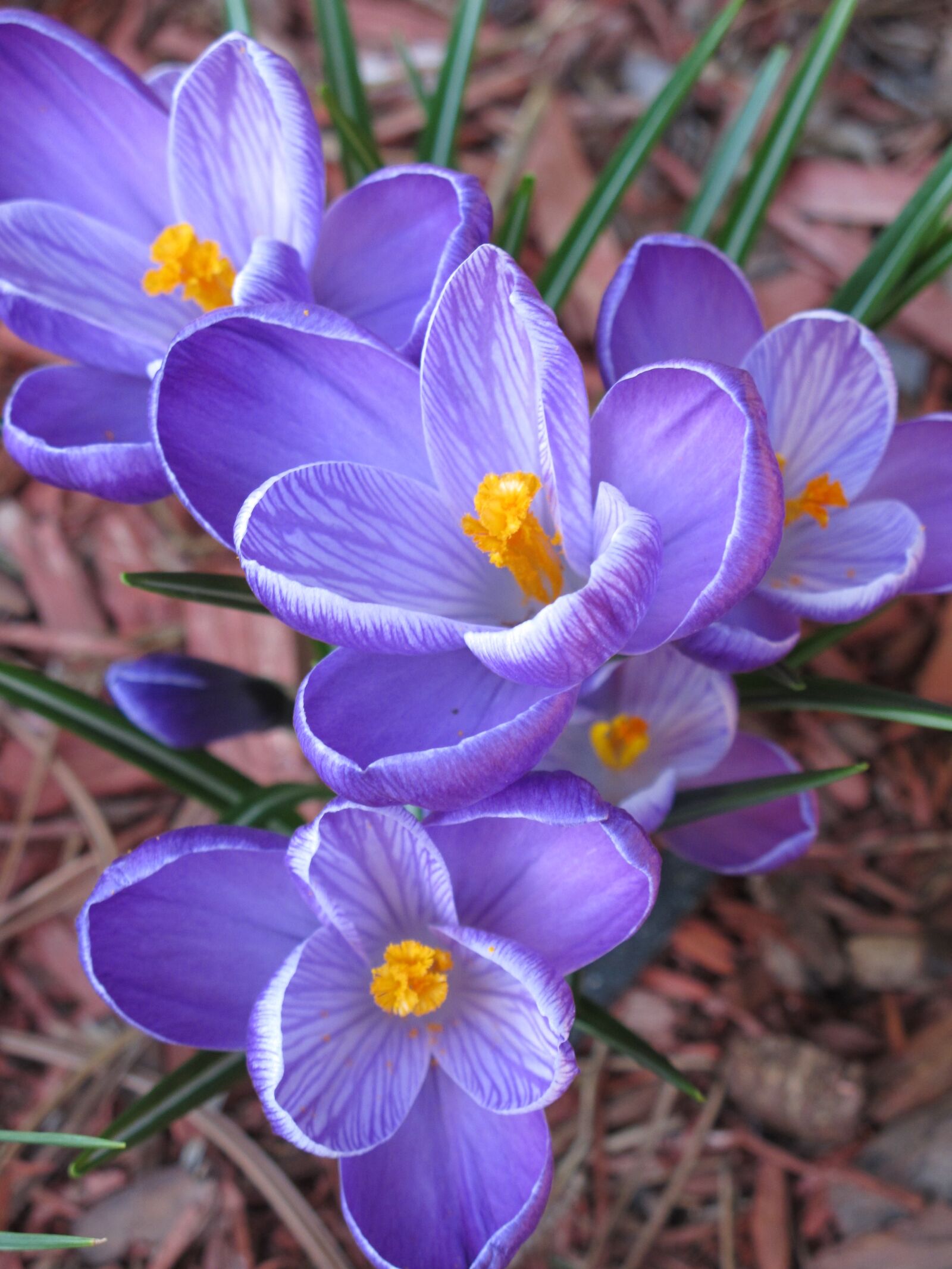 Canon PowerShot G11 sample photo. Flower, crocus, purple photography
