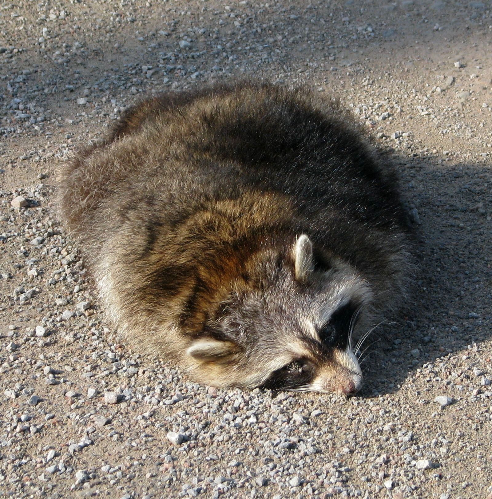 Canon POWERSHOT S5 IS sample photo. Roadkill, common raccoon, north photography