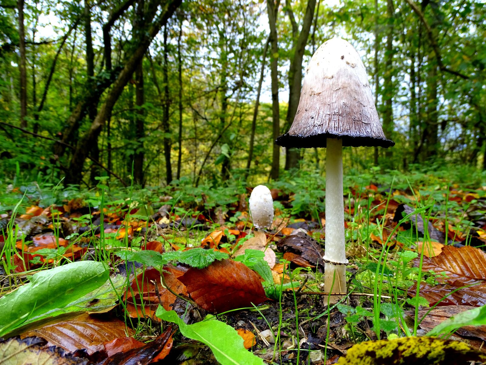 Sony Cyber-shot DSC-HX400V sample photo. Schopf comatus, mushrooms, mushroom photography
