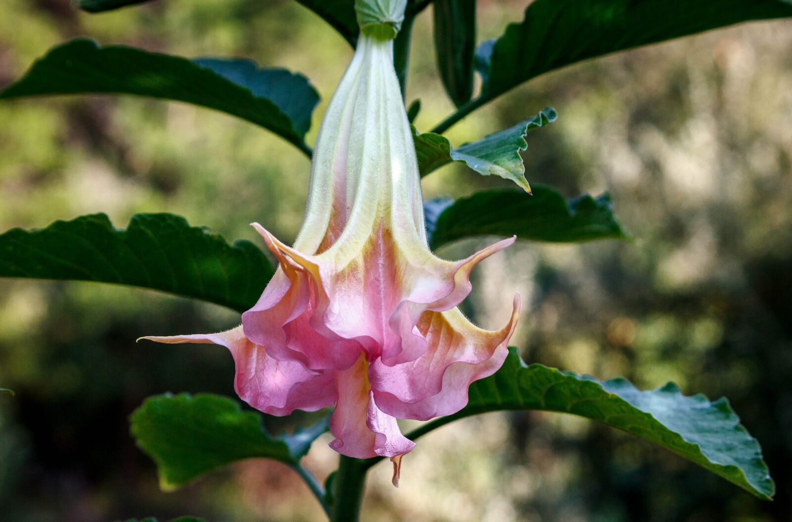 Canon EOS 600D (Rebel EOS T3i / EOS Kiss X5) sample photo. Angels trumpet, brugmansia, flowering photography