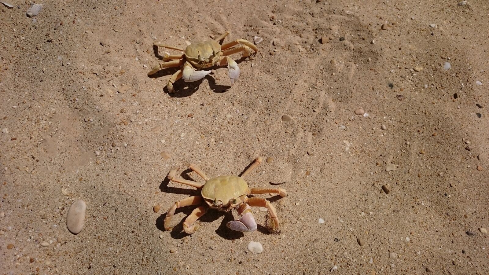 Sony Xperia Z2 sample photo. Crabs, lobster, beach photography