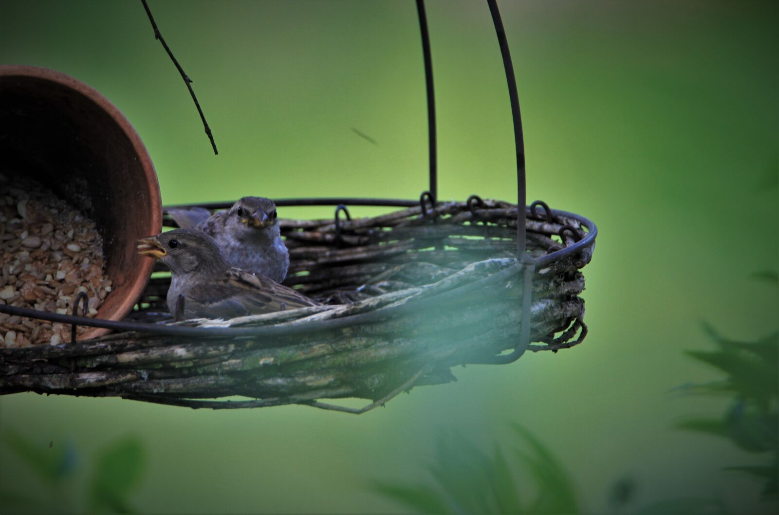 Tamron SP 150-600mm F5-6.3 Di VC USD sample photo. Sparrows family, sparrow, birds photography
