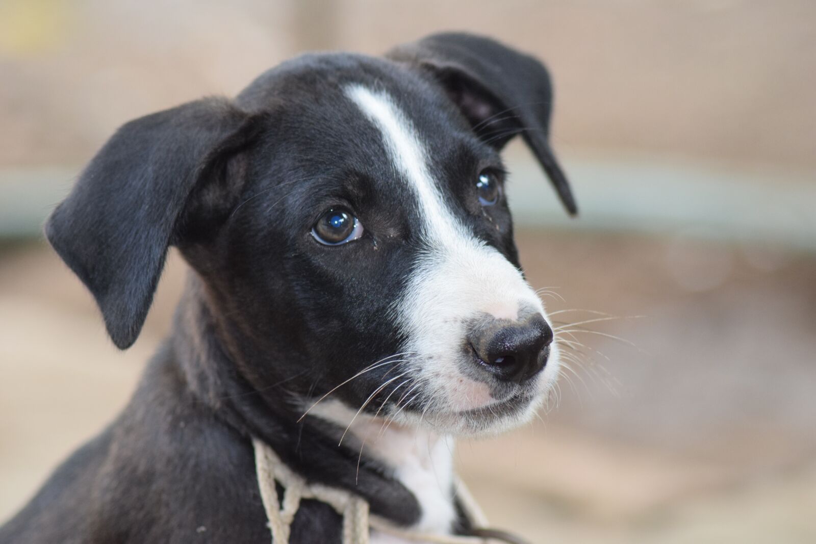 Nikon D3300 sample photo. Dog, black and white photography