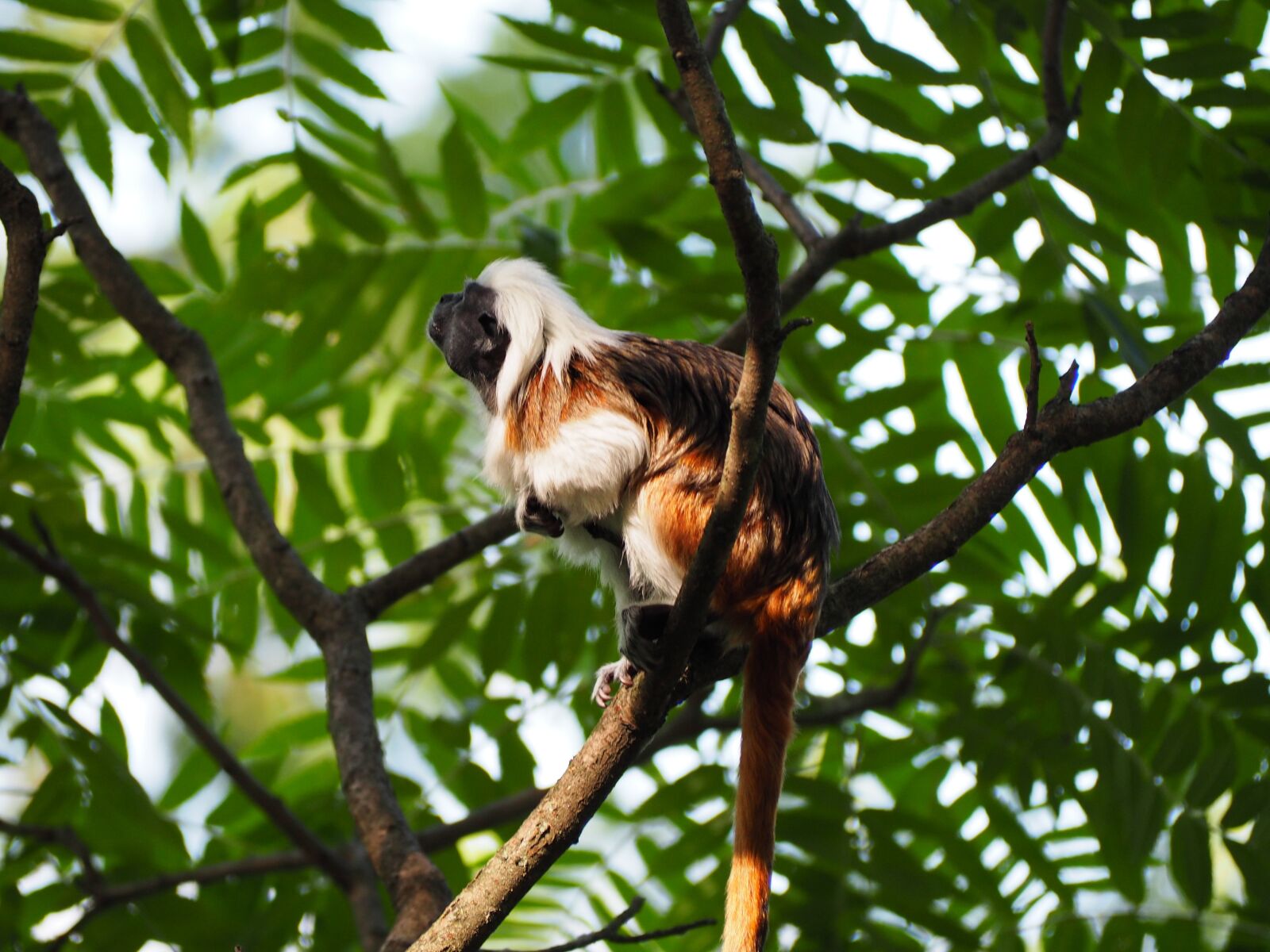 Olympus OM-D E-M10 sample photo. Cottontop tamarin, small, monkey photography