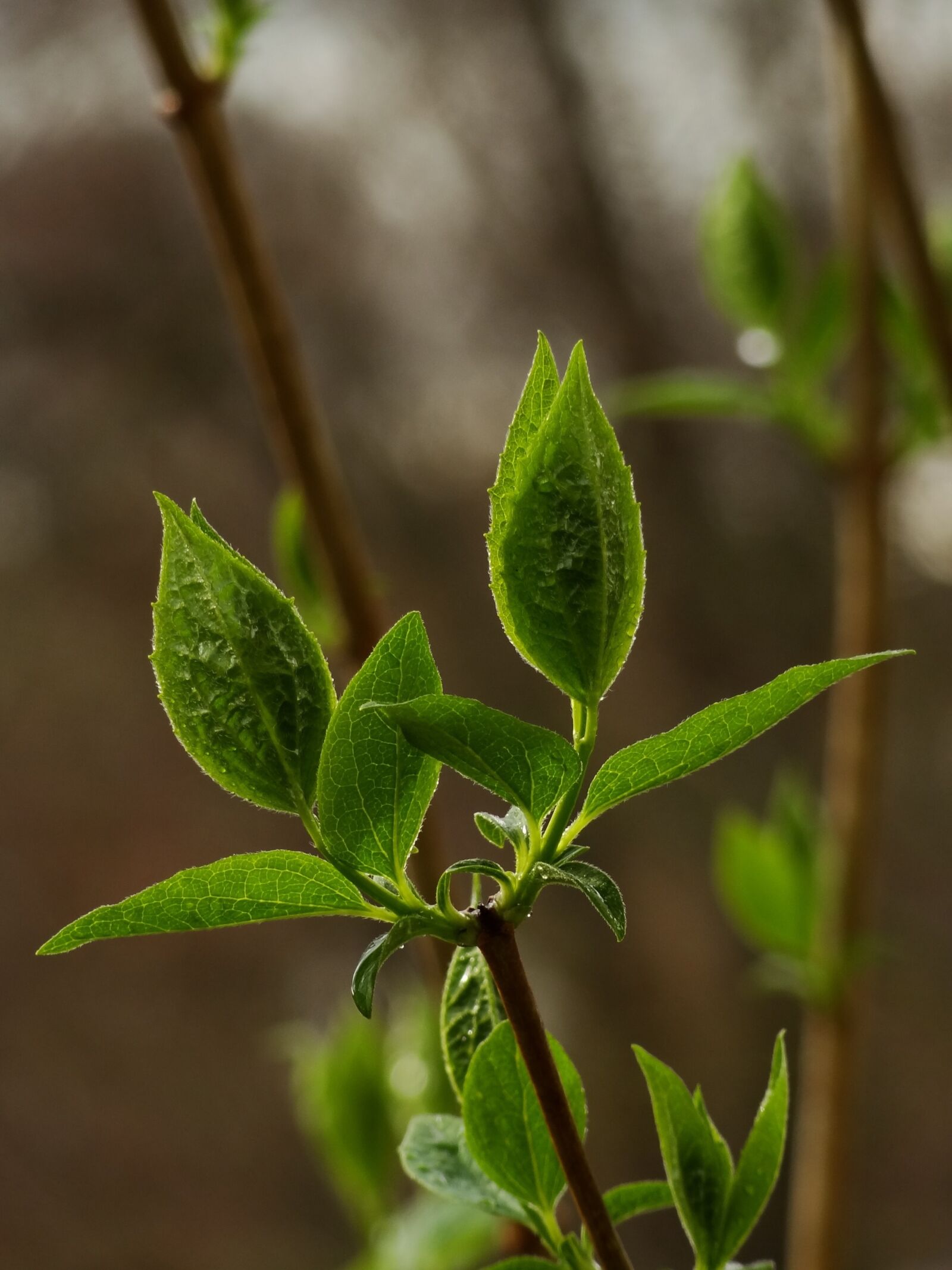 Sony Cyber-shot DSC-HX9V sample photo. Plant, spring, flower photography