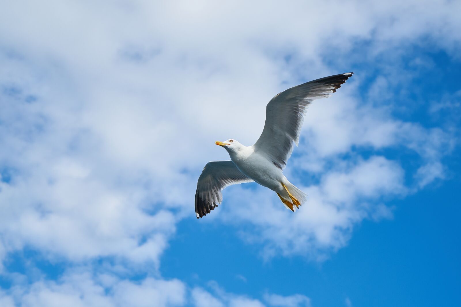 Sony a7R II + Sony Vario Tessar T* FE 24-70mm F4 ZA OSS sample photo. Seagull, wing, gull bird photography