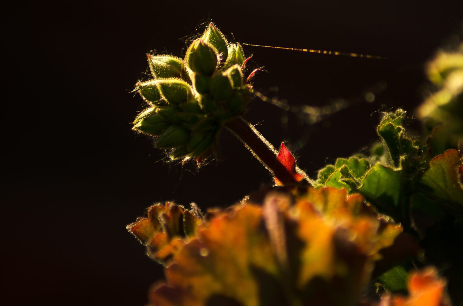 Nikon D5100 sample photo. Bud, flower, cobwebs photography