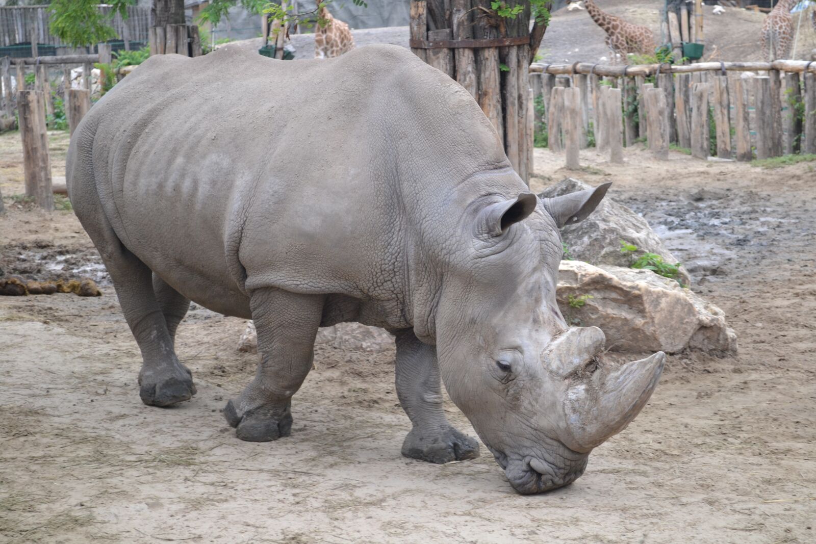 Nikon D3100 sample photo. Rhinocérosz, rhinoceros, zoo photography