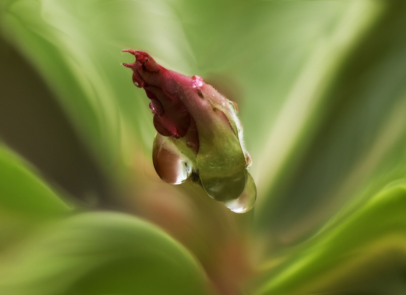 Tokina AT-X Pro 100mm F2.8 Macro sample photo. Nature, plant, flower photography