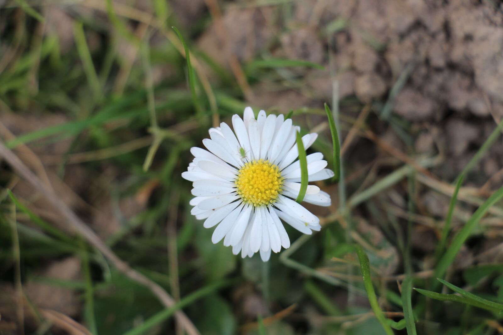 Canon EOS 700D (EOS Rebel T5i / EOS Kiss X7i) sample photo. Daisy, yellow, green photography