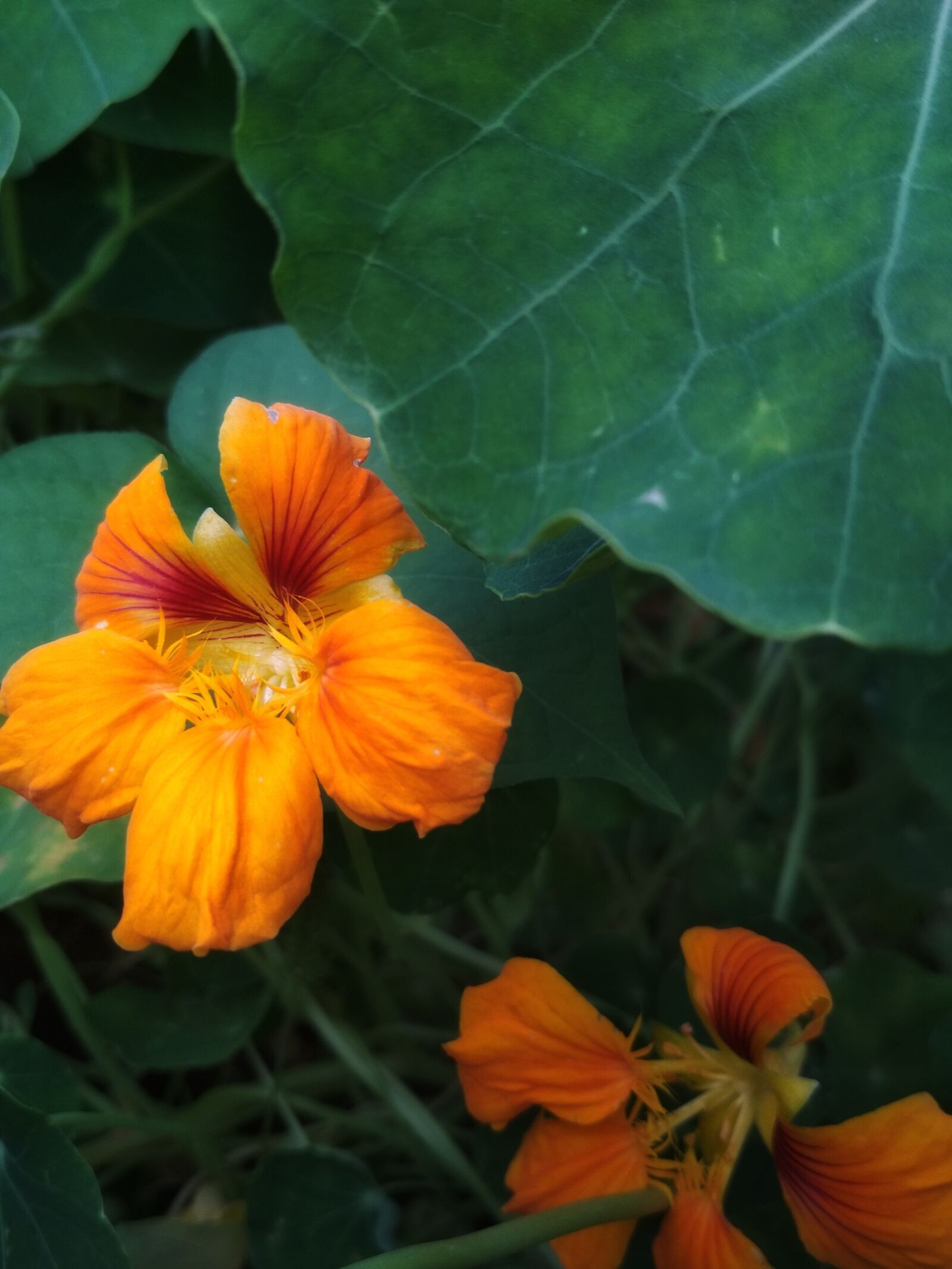 Xiaomi Redmi 4X sample photo. Flower, nasturtium, orange photography