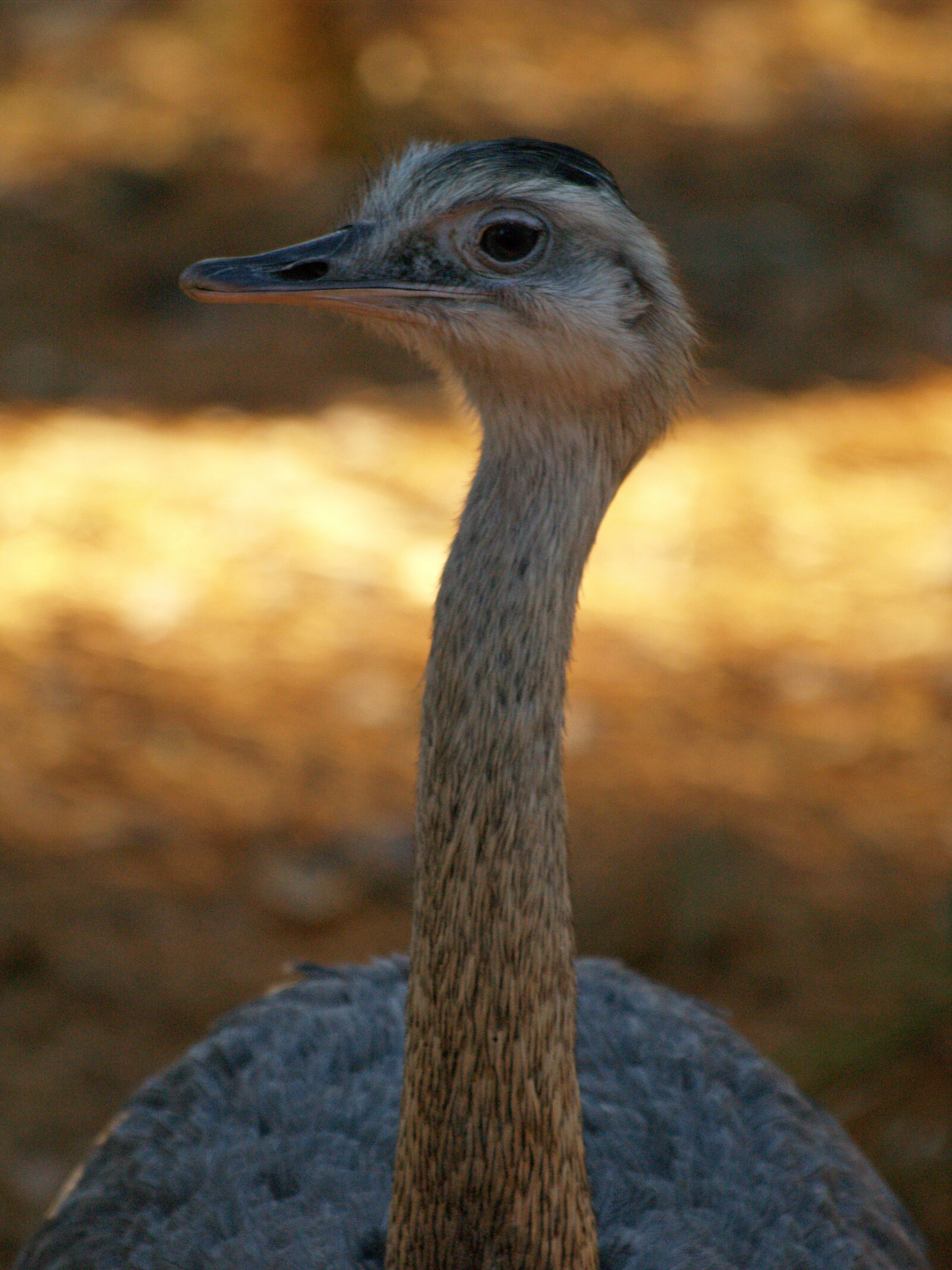 Olympus E-500 (EVOLT E-500) sample photo. Animals, bird, ostrich photography