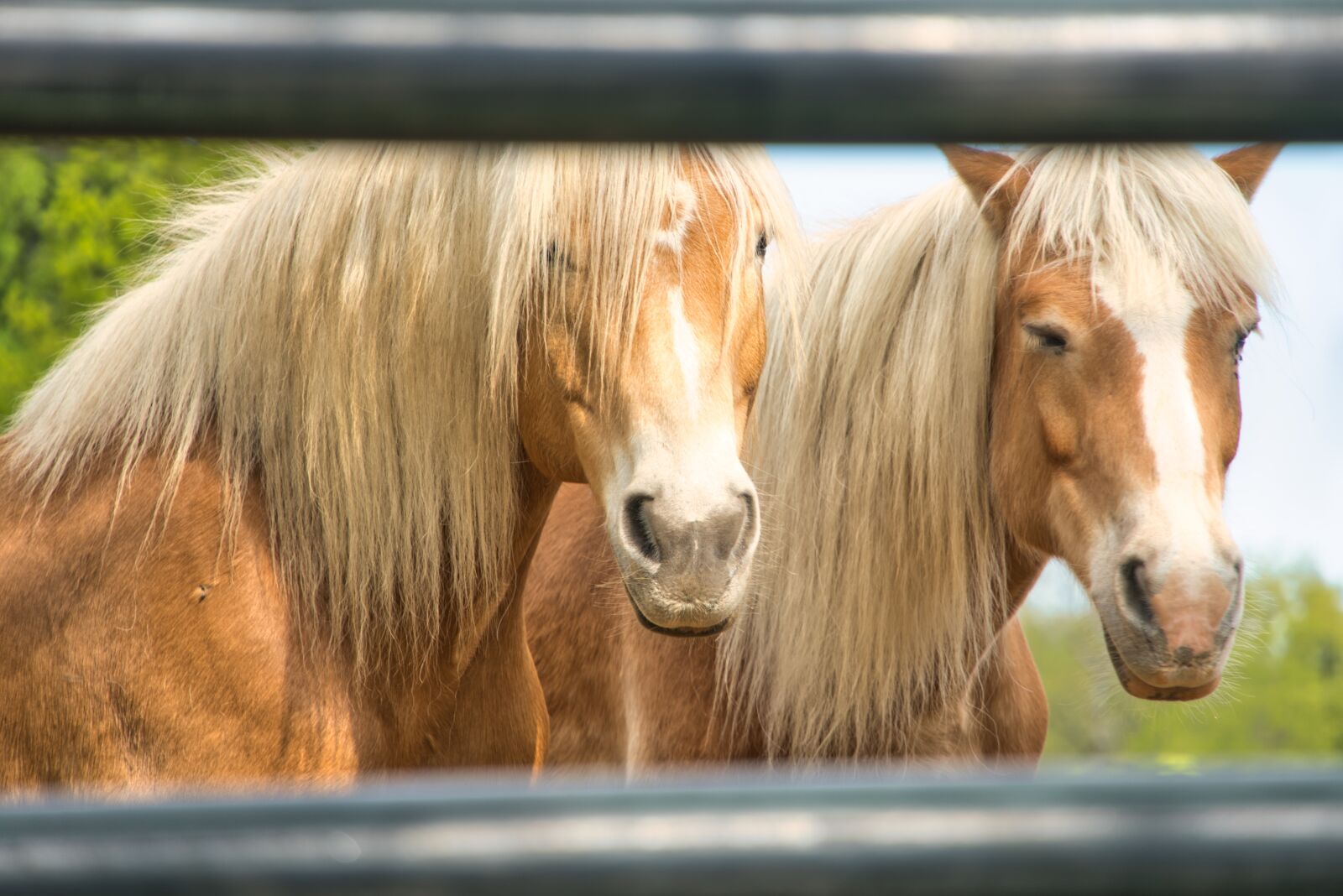 Sony a6400 sample photo. Horses, paddock, stallion photography