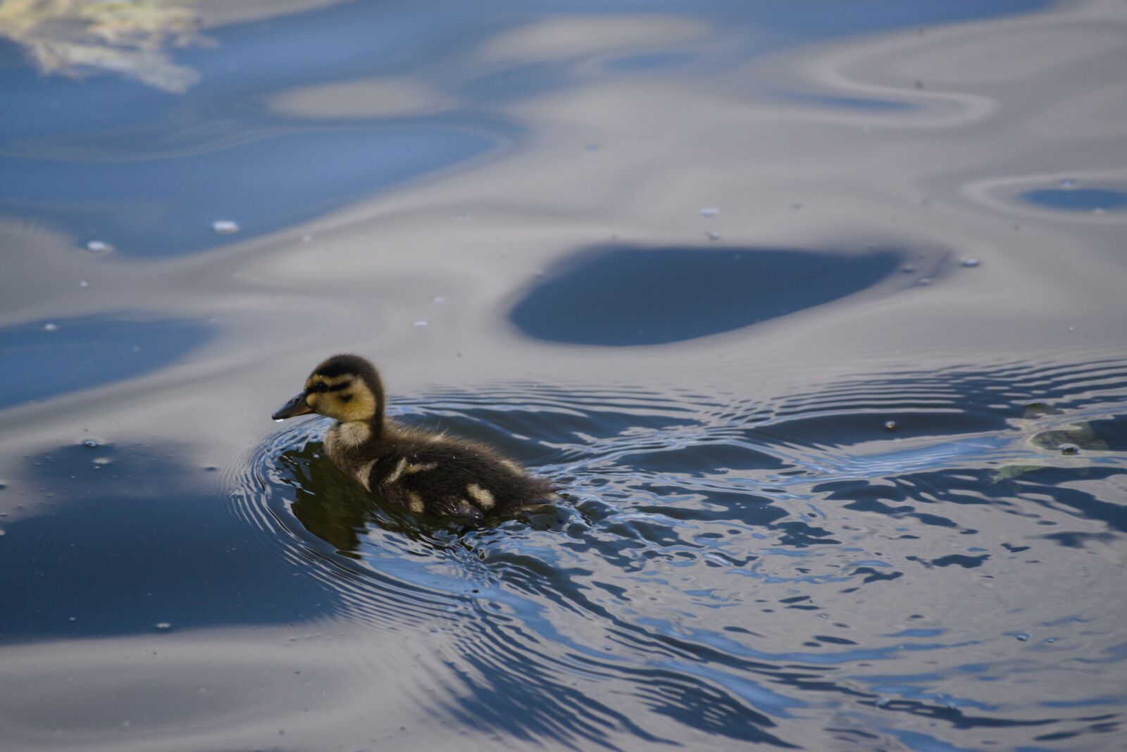 Sony ILCA-77M2 sample photo. Duck, duckling, cute photography