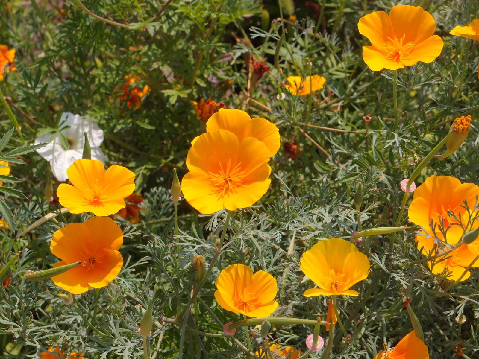 Olympus XZ-1 sample photo. Flowers, garden flowers, flower photography