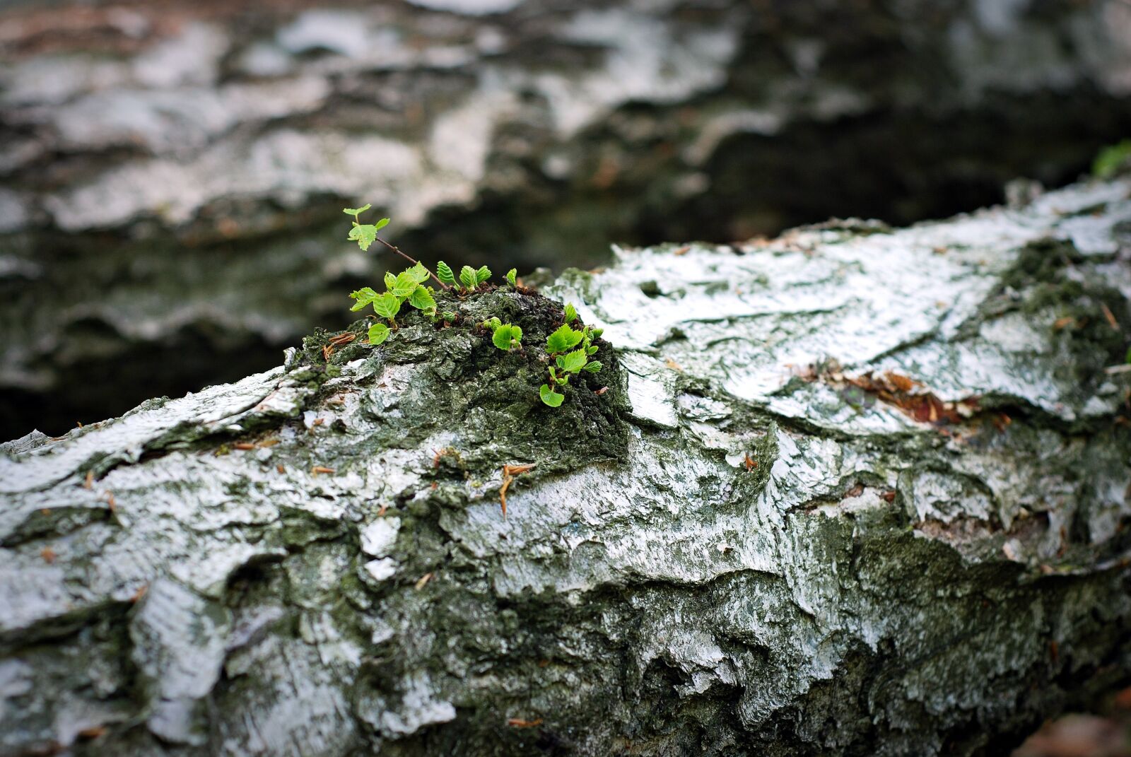 Nikon D80 sample photo. Trunk, leaflet, the bark photography