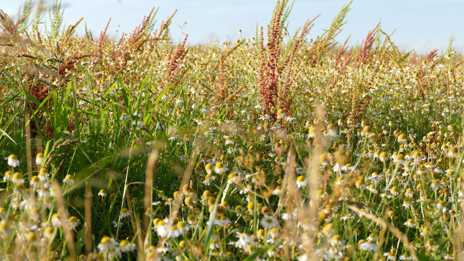 Panasonic Lumix DMC-FZ1000 sample photo. Meadow, sun, nature photography