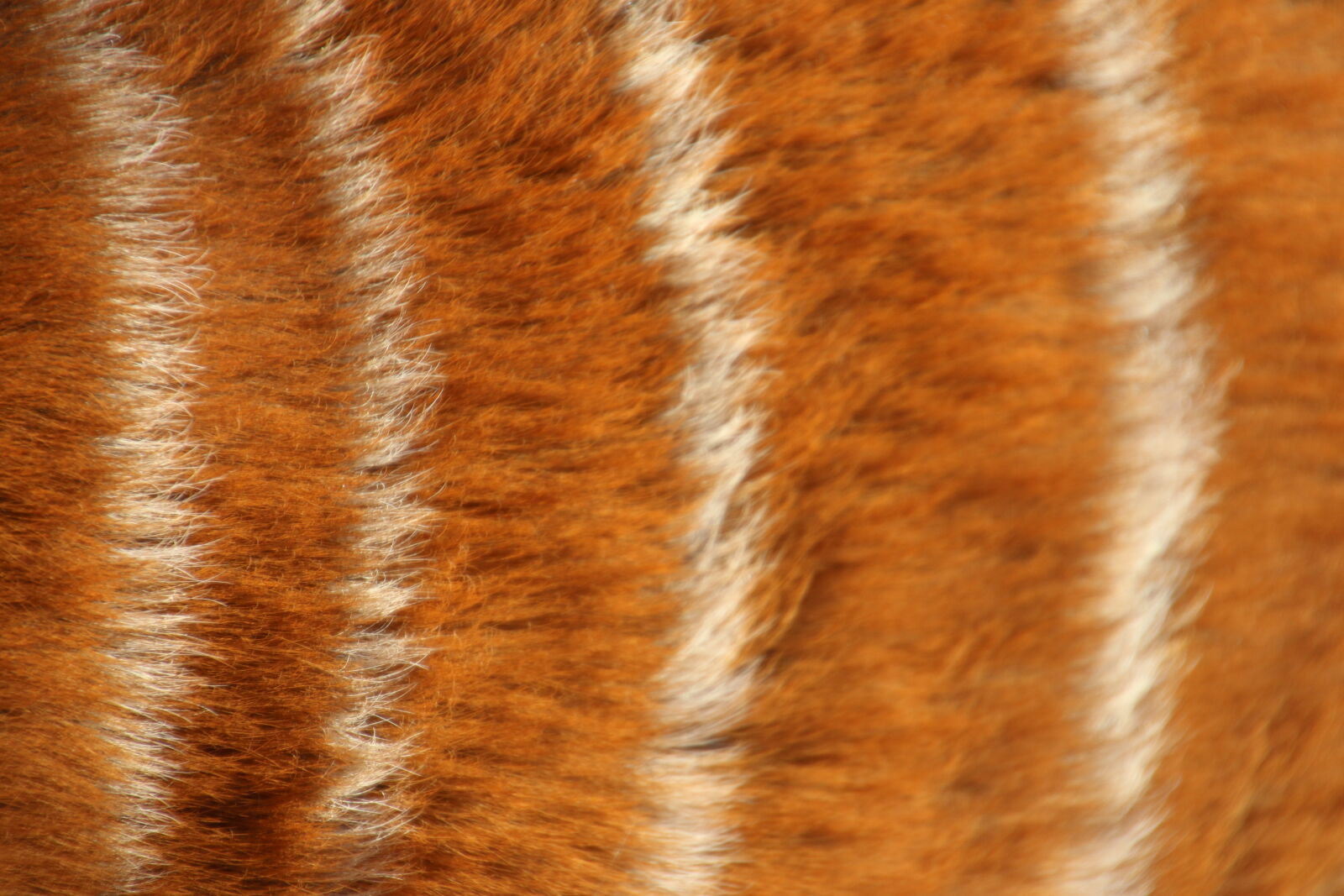 Canon EOS 7D Mark II sample photo. Animal, brown, buck, fluffy photography