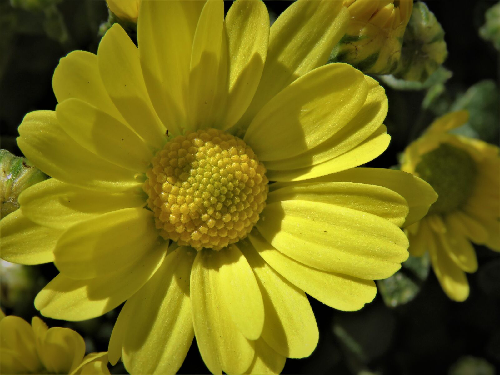 Canon PowerShot SX60 HS sample photo. Flower, yellow, garden photography