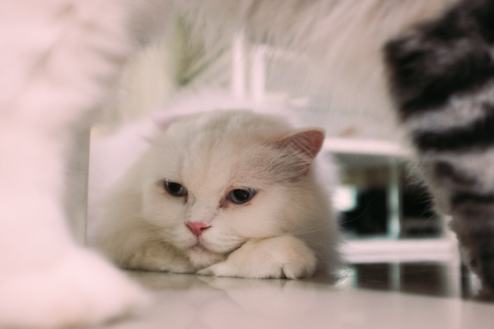 Fujifilm X100T sample photo