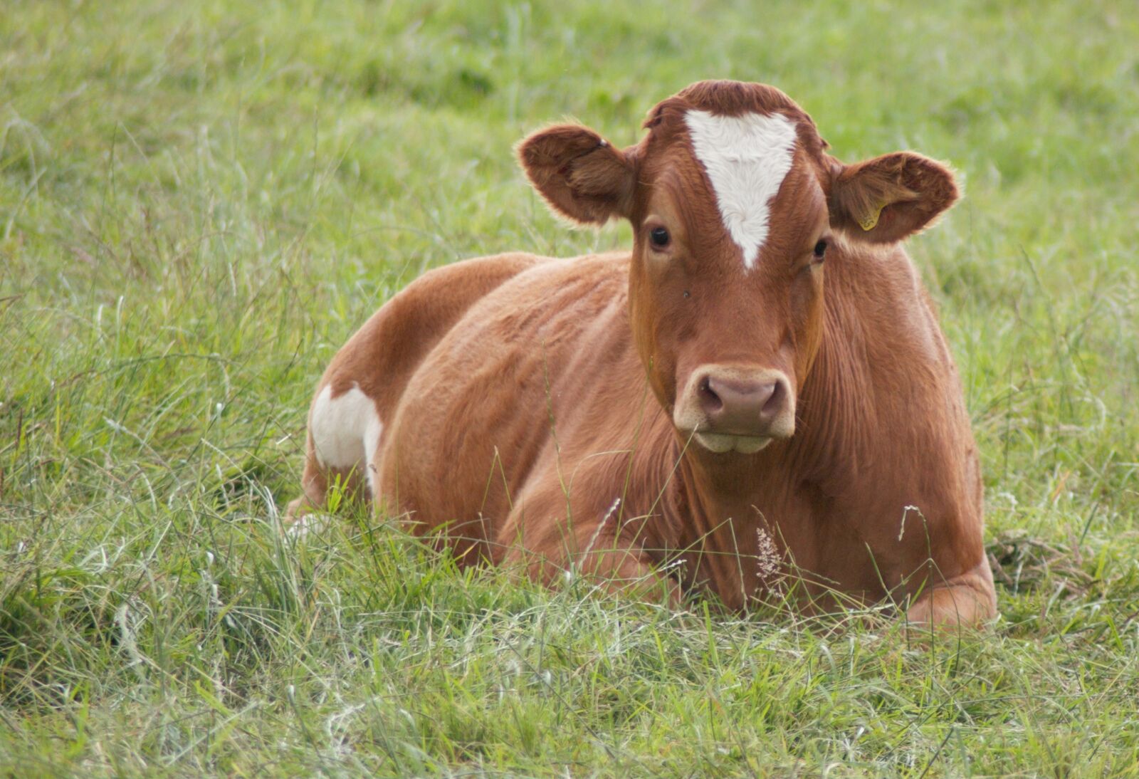 Sony Alpha DSLR-A200 sample photo. Farm, cow, field photography