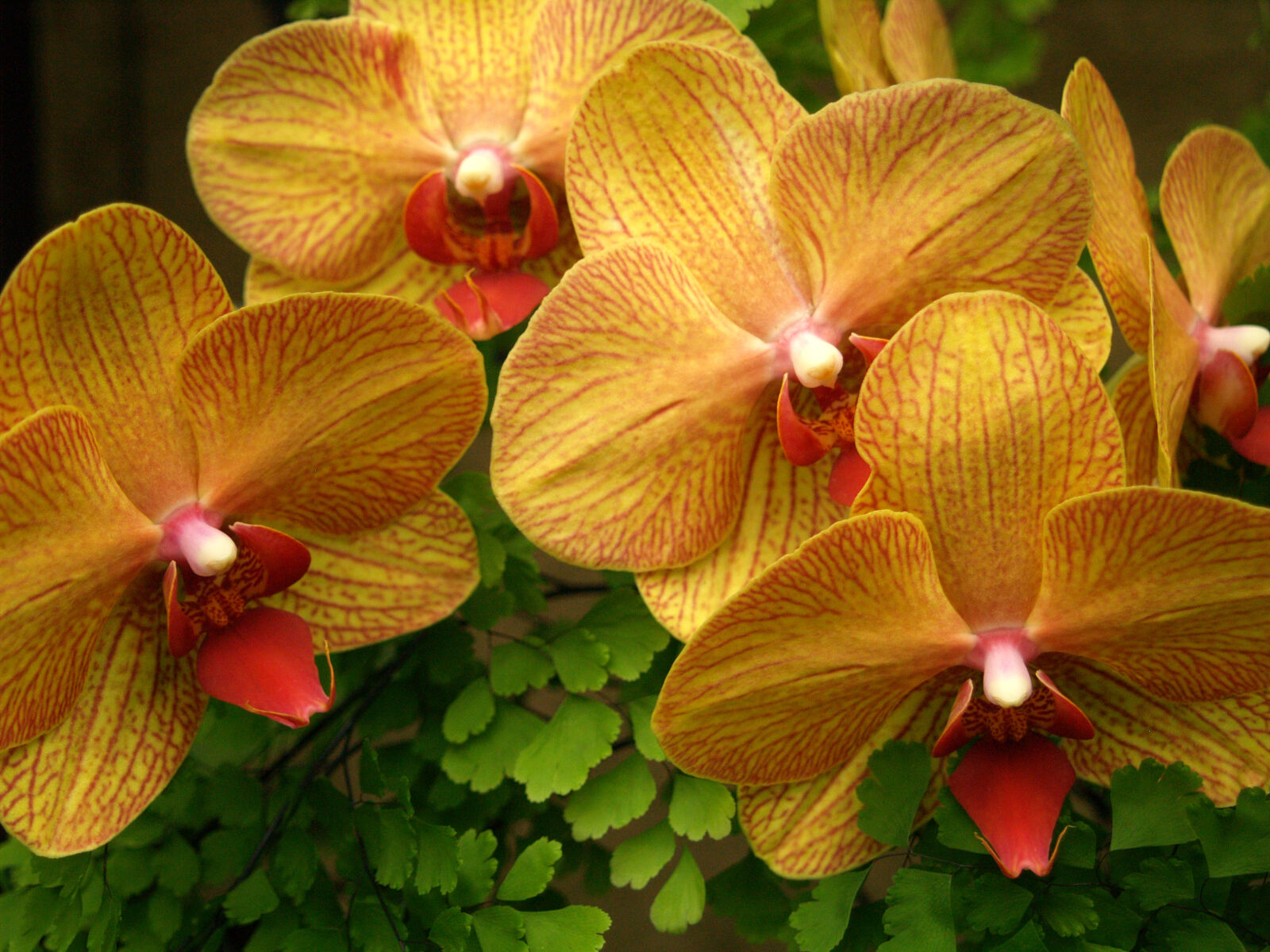 Olympus E-500 (EVOLT E-500) sample photo. Flowers, orchids, plants photography