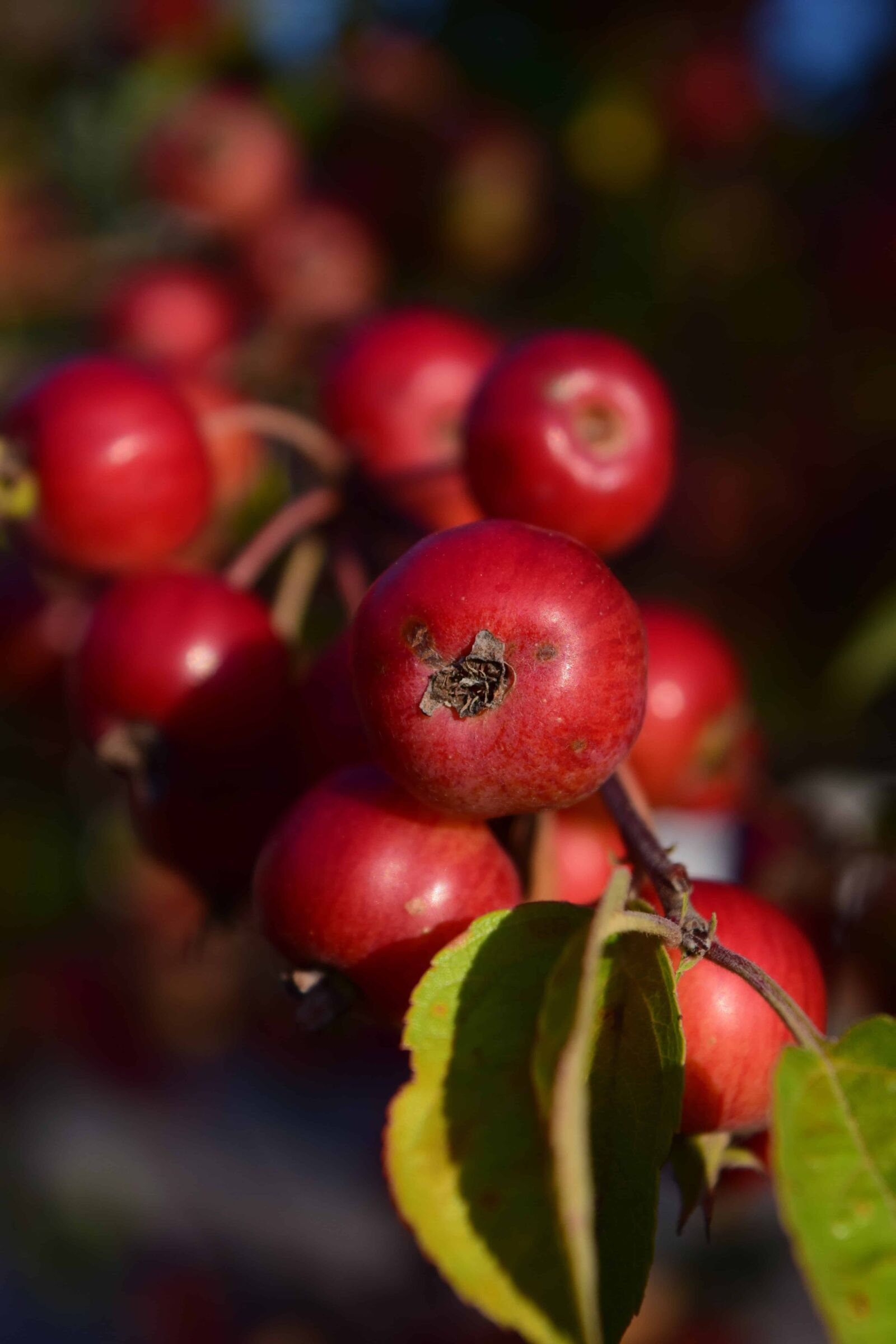 Nikon D3300 sample photo. Nature, green leaf, food photography