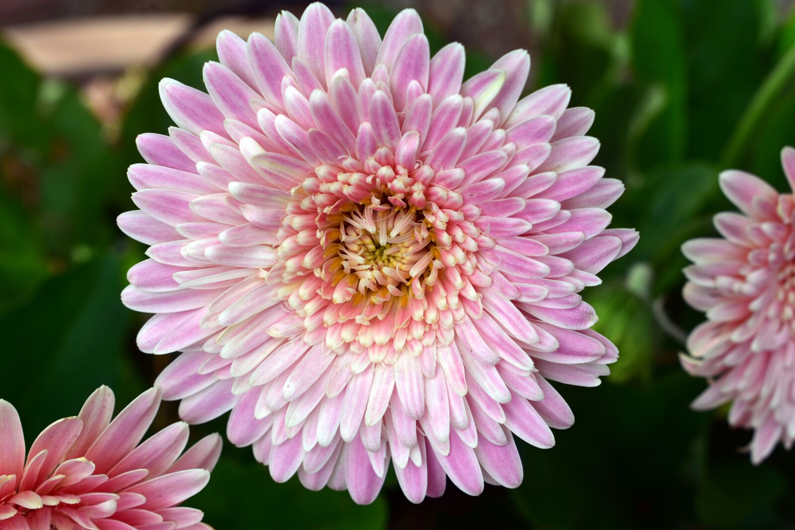 Nikon D3400 sample photo. Chrysanthemum, flower, pink photography