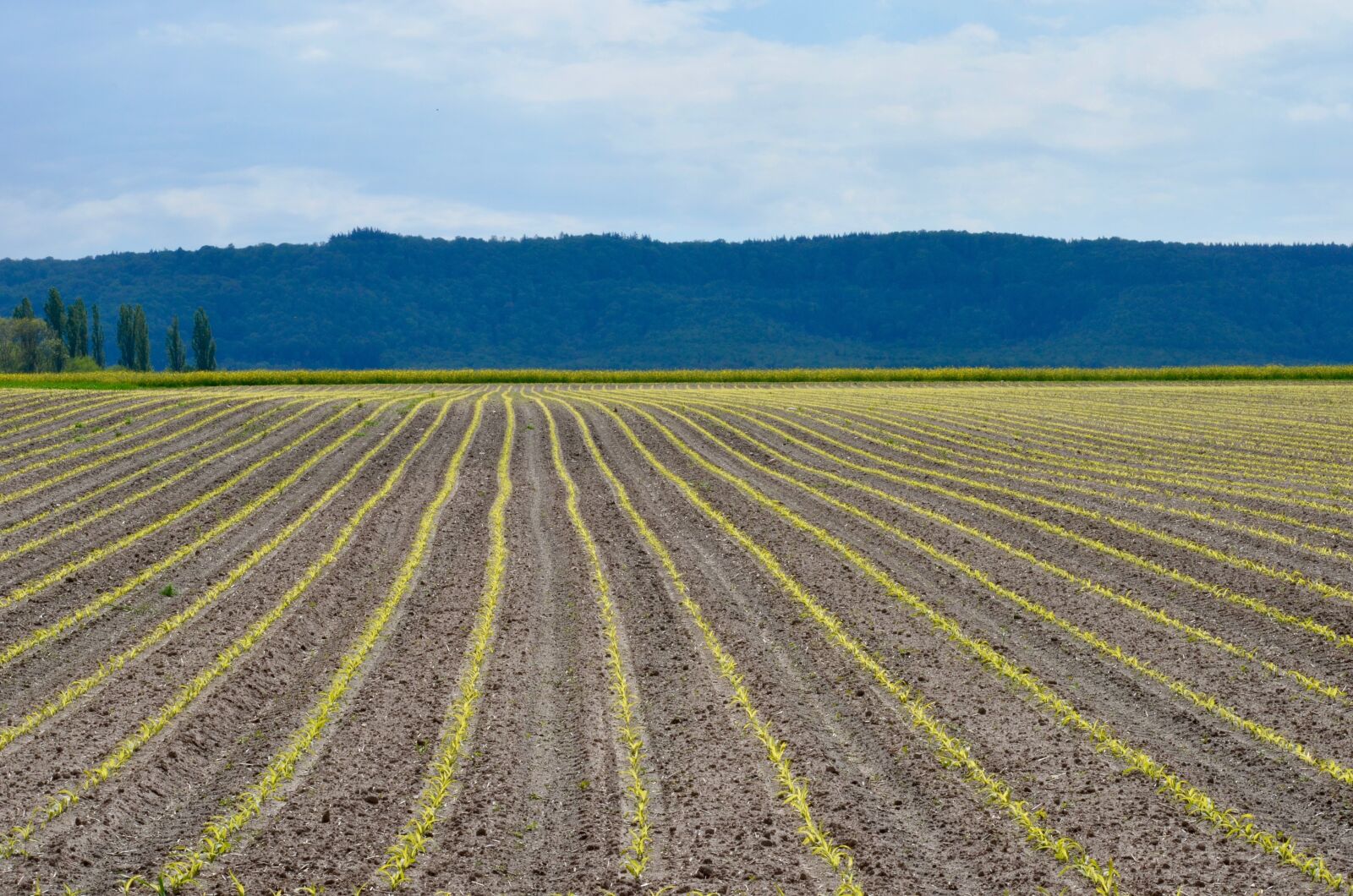 Nikon D5100 sample photo. Spring, agriculture, field photography