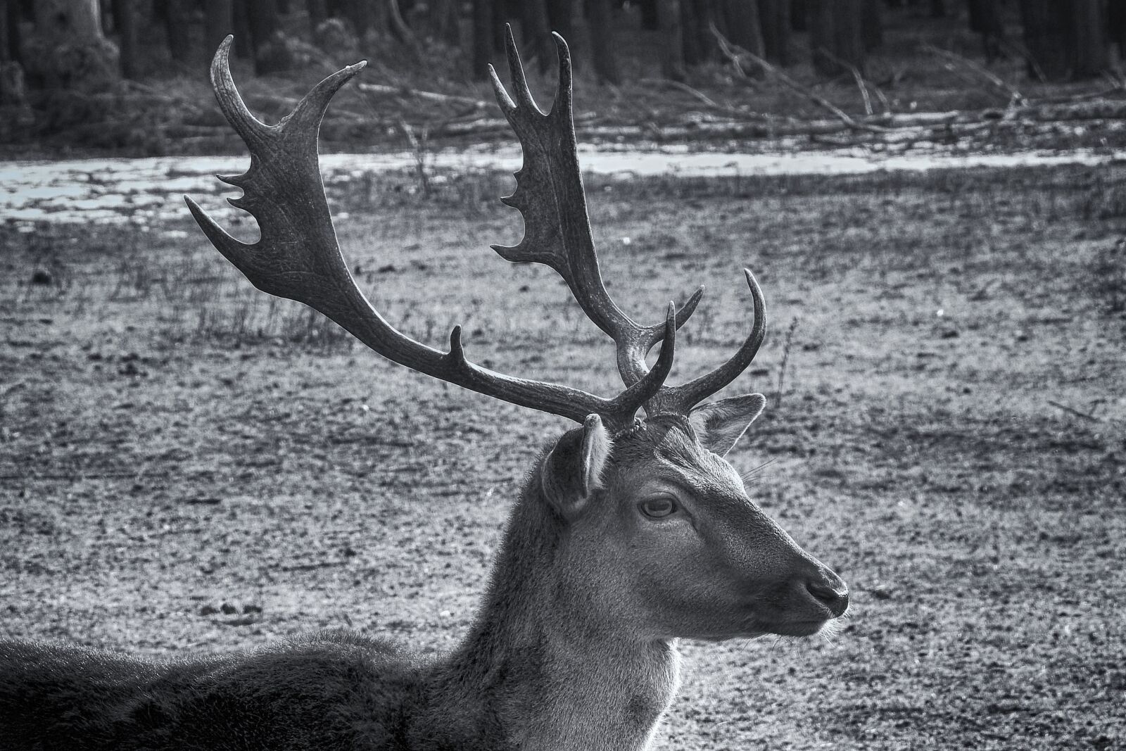 Nikon Coolpix P900 sample photo. Hirsch, mammal, animal world photography