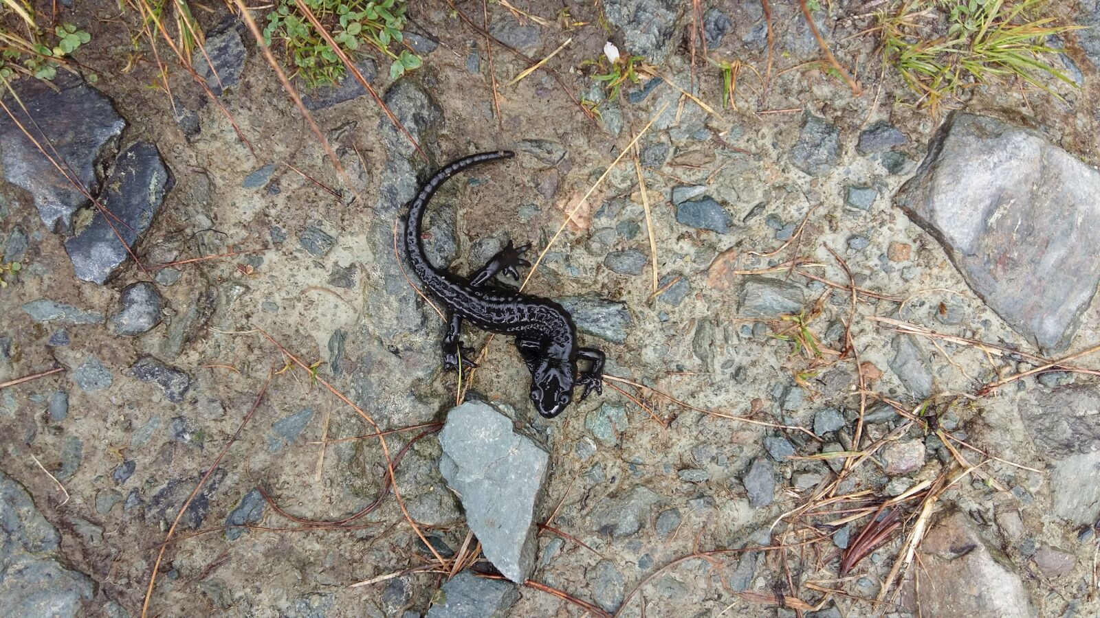 Samsung Galaxy A5 sample photo. Newt, nature, alpine newt photography