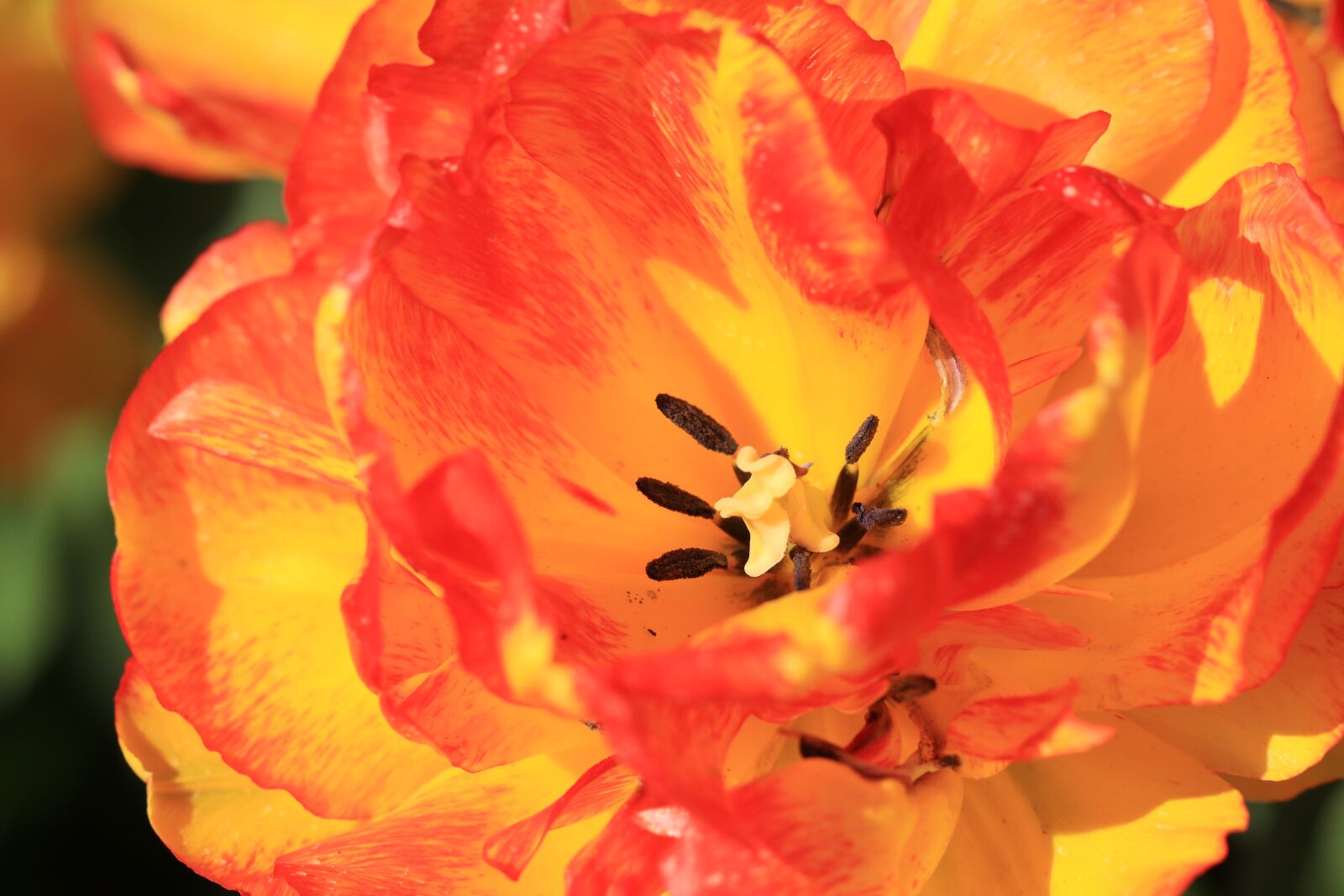 Canon EF 100mm F2.8L Macro IS USM sample photo. Tulip, flower, orange photography