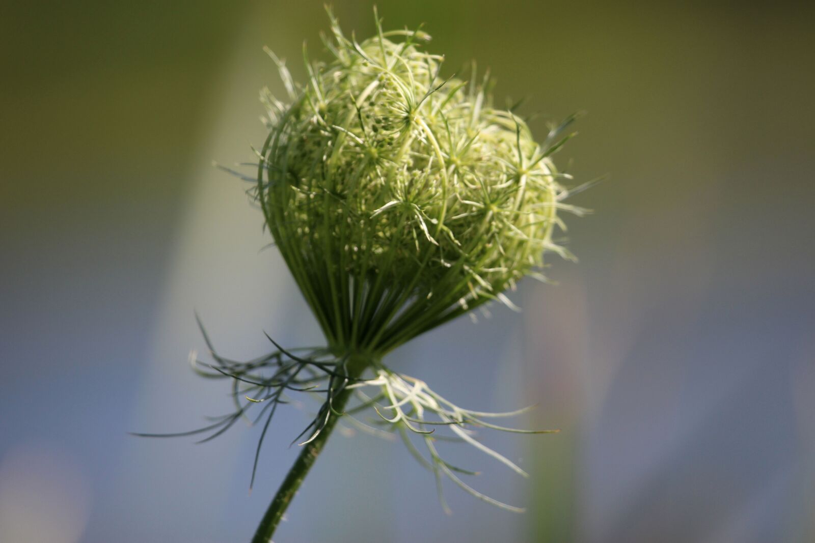 Canon EF 100-400mm F4.5-5.6L IS USM sample photo. Flowers, weeds, nature photography
