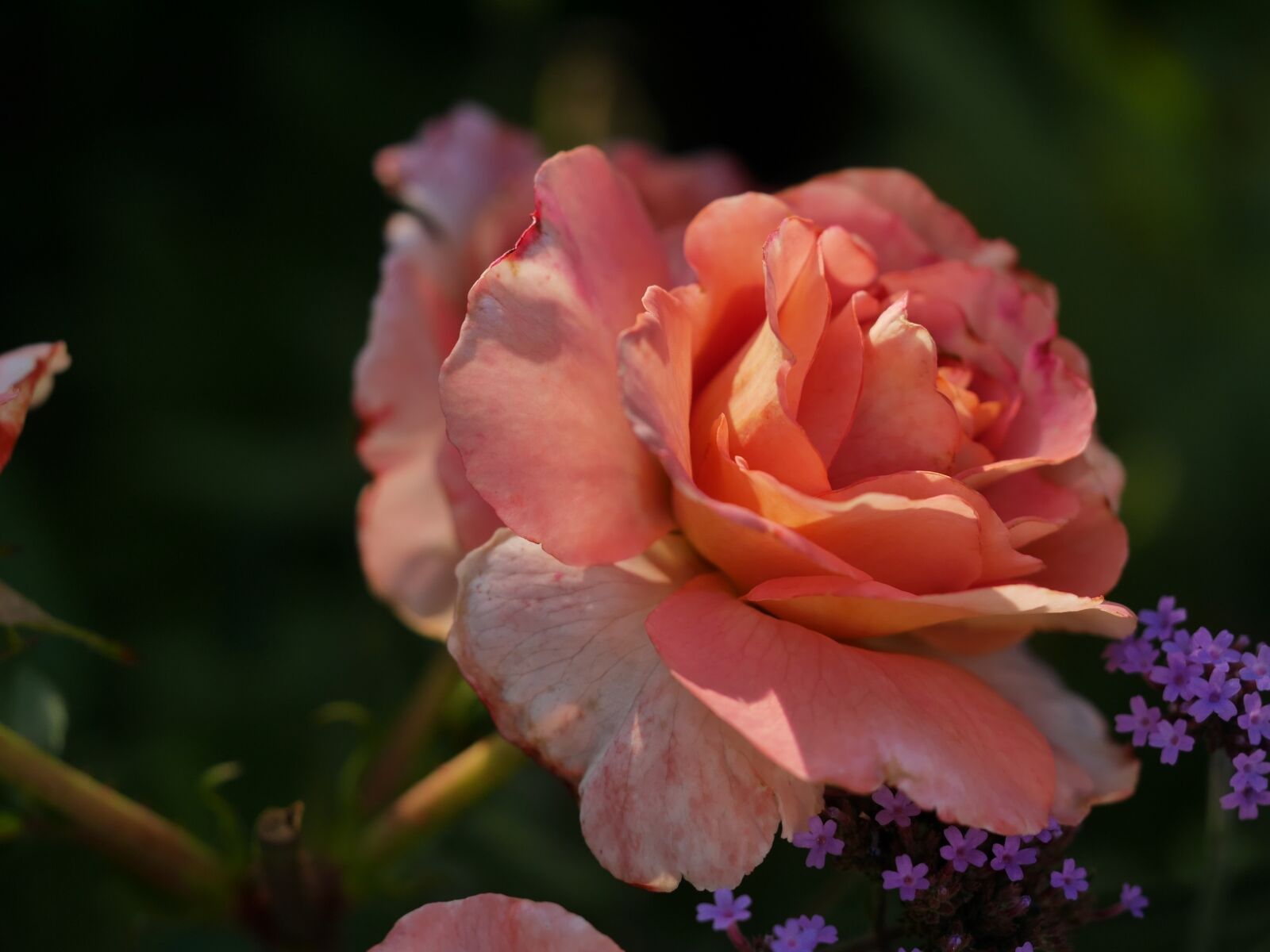 Panasonic Lumix DMC-GX7 sample photo. Rose, orange, shadow play photography