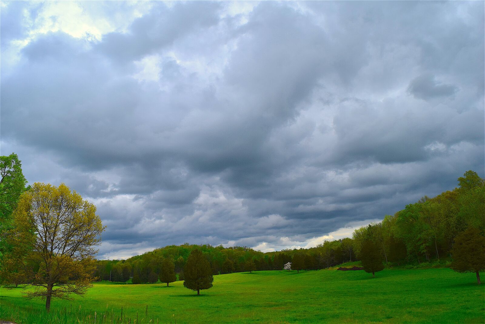 Nikon D3300 sample photo. Trees, grass, green photography