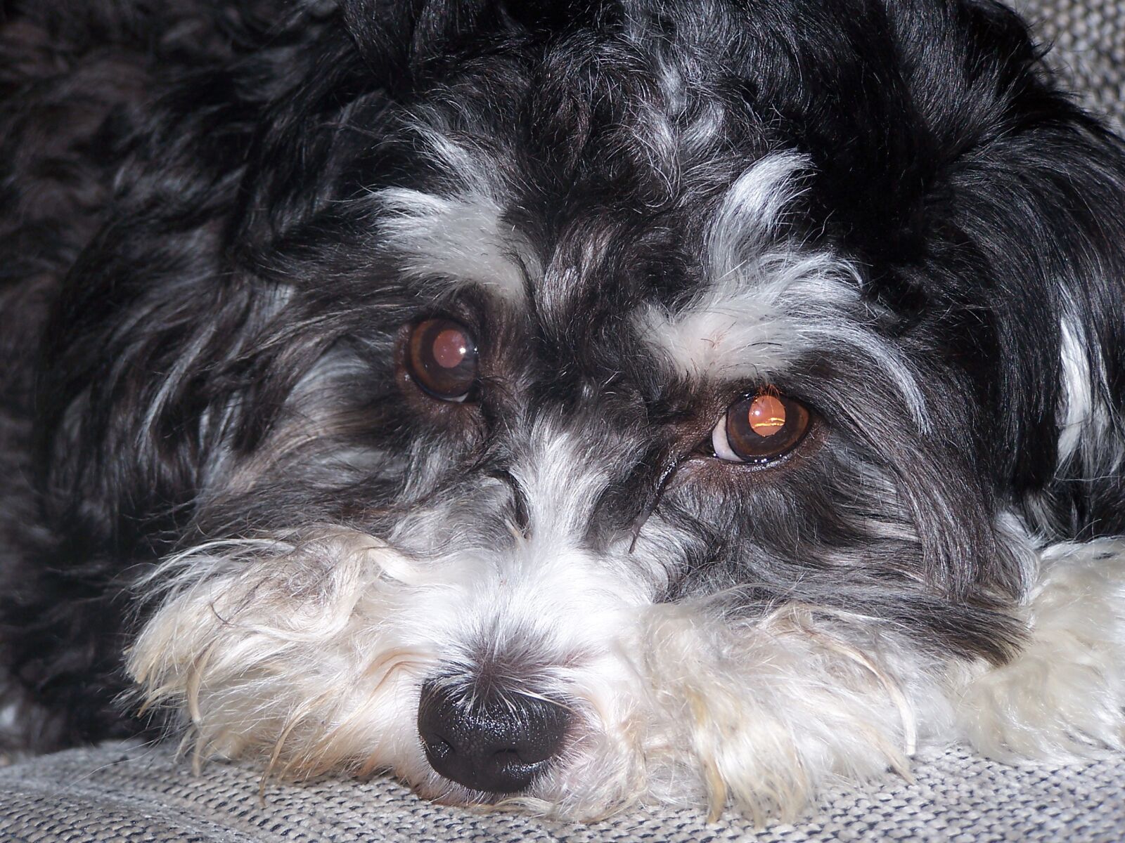 Kodak DX7590 ZOOM DIGITAL CAMERA sample photo. Schnoodle, dog, animal photography
