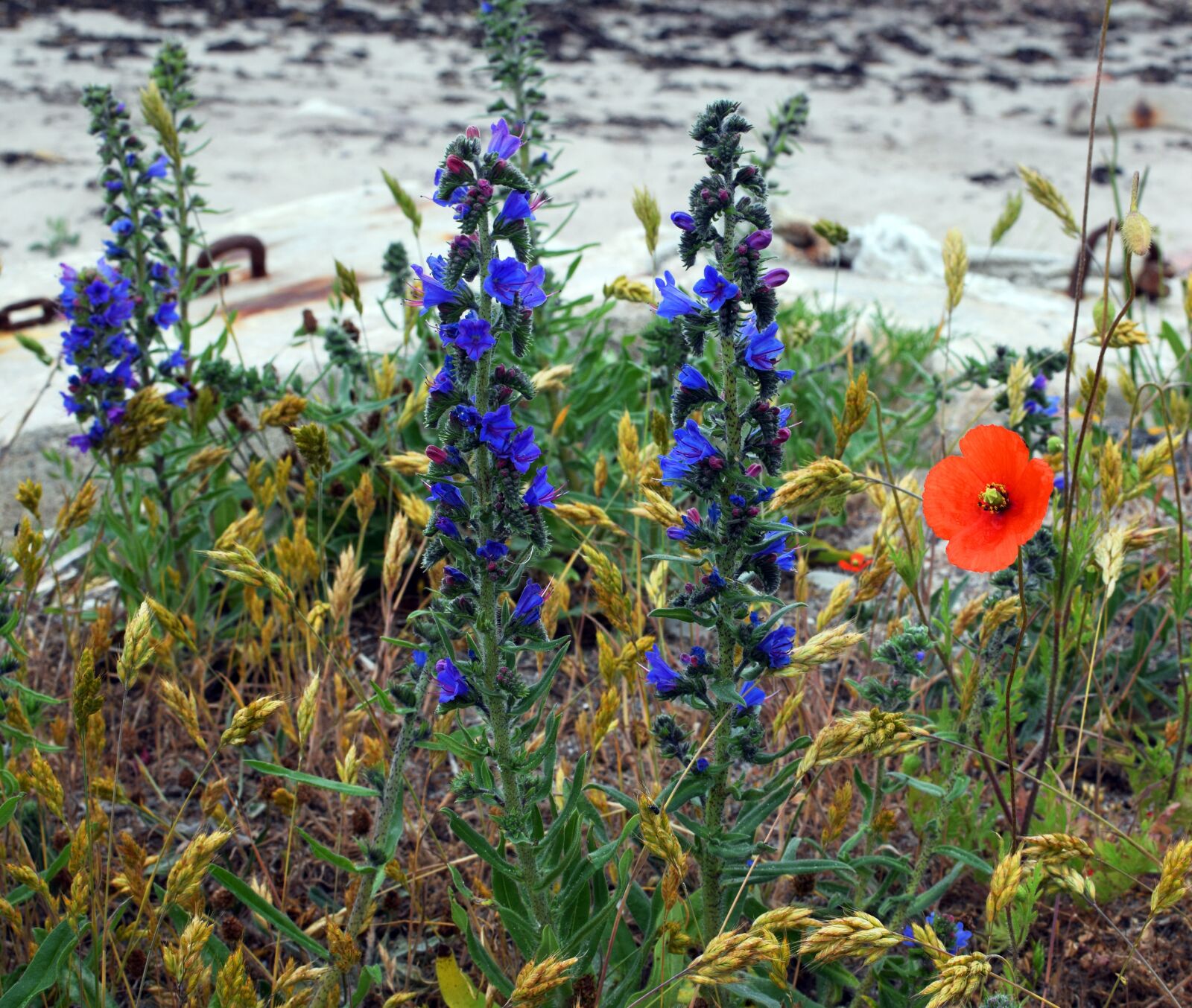 Nikon D5300 sample photo. Viper's bugloss, poppy, flowers photography