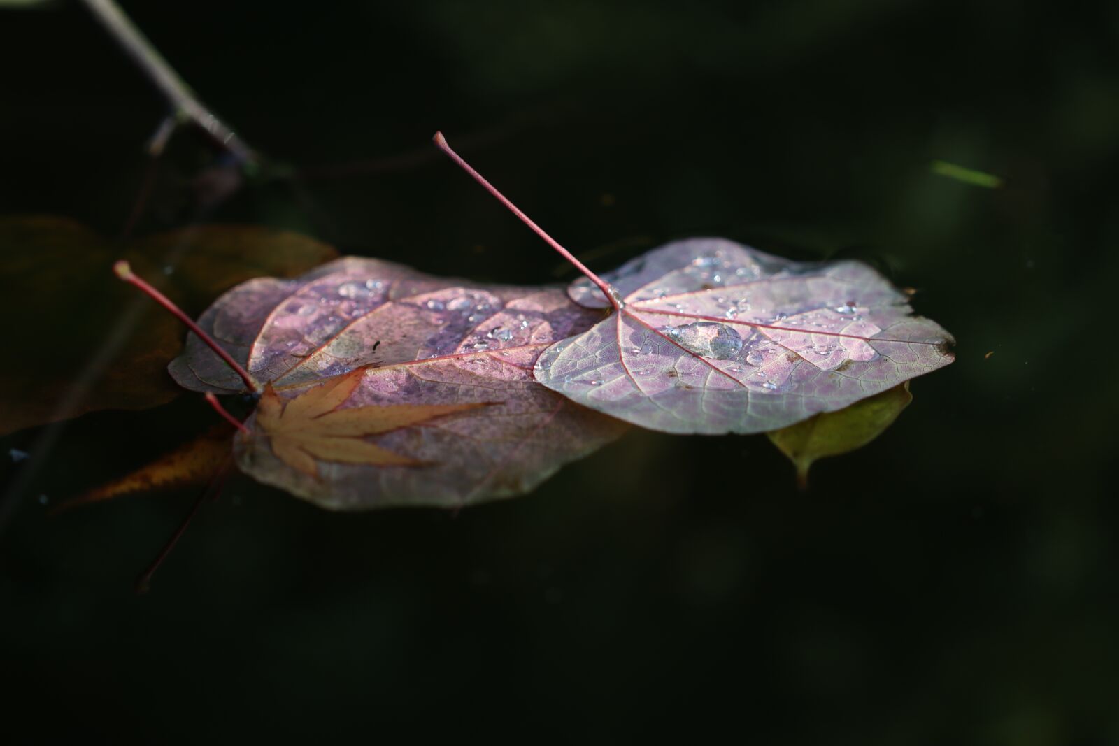 Canon EOS 90D sample photo. Leaves, fall, water photography