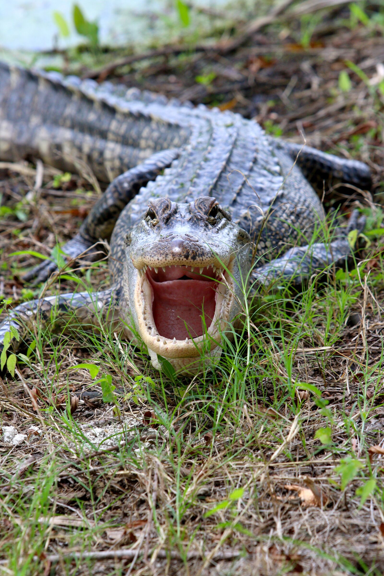 Canon EF 70-200mm F2.8L USM sample photo. Alligator, danger, wild photography