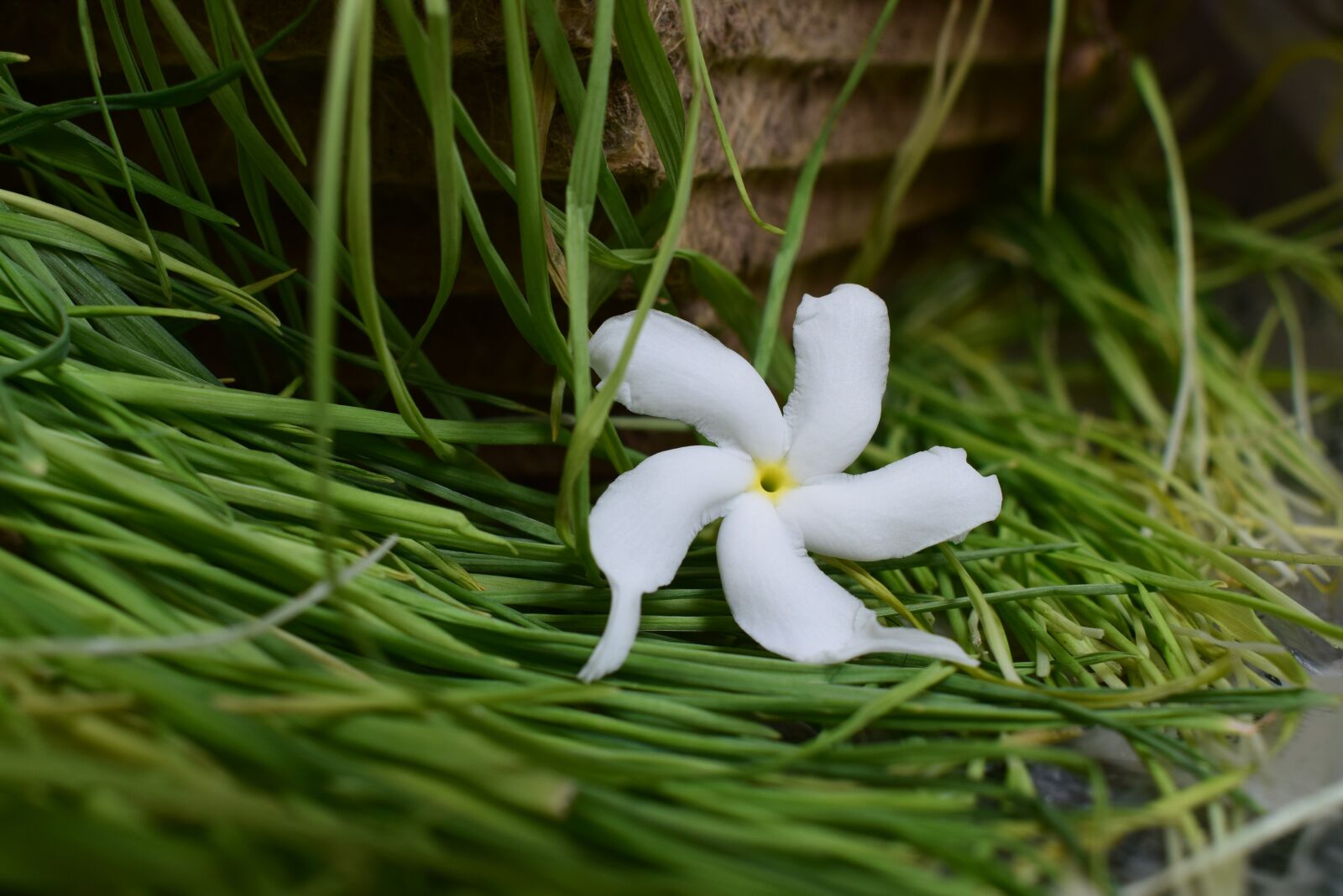 Nikon D5300 sample photo. Flower, bloom, plant photography