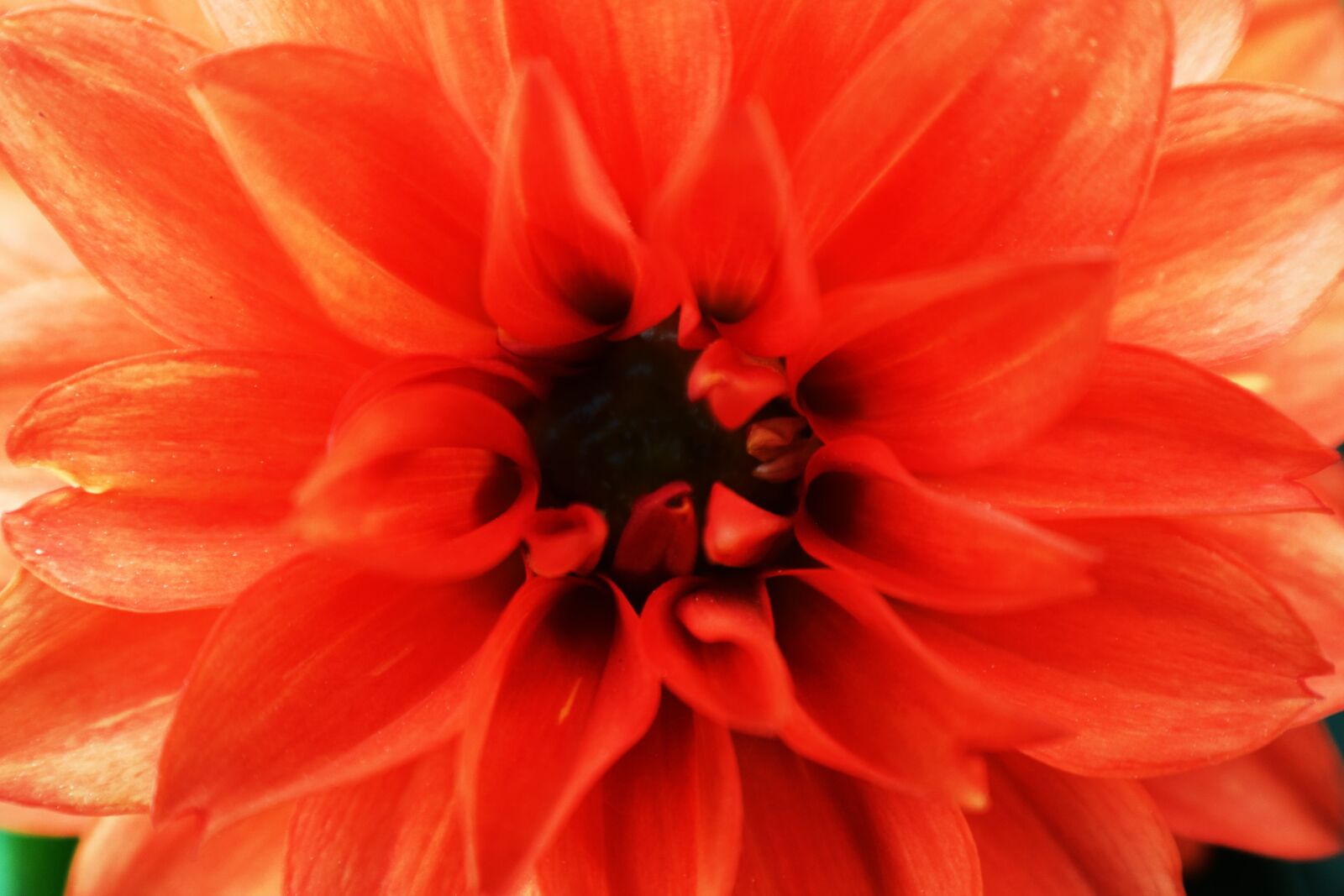 Nikon D5300 sample photo. Flower, red, summer photography