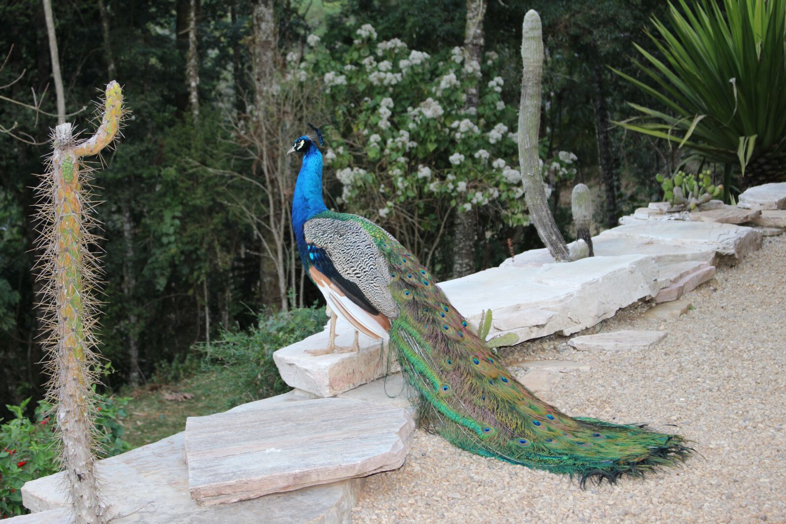 Canon EOS 700D (EOS Rebel T5i / EOS Kiss X7i) sample photo. Peacock, beauty, bird photography