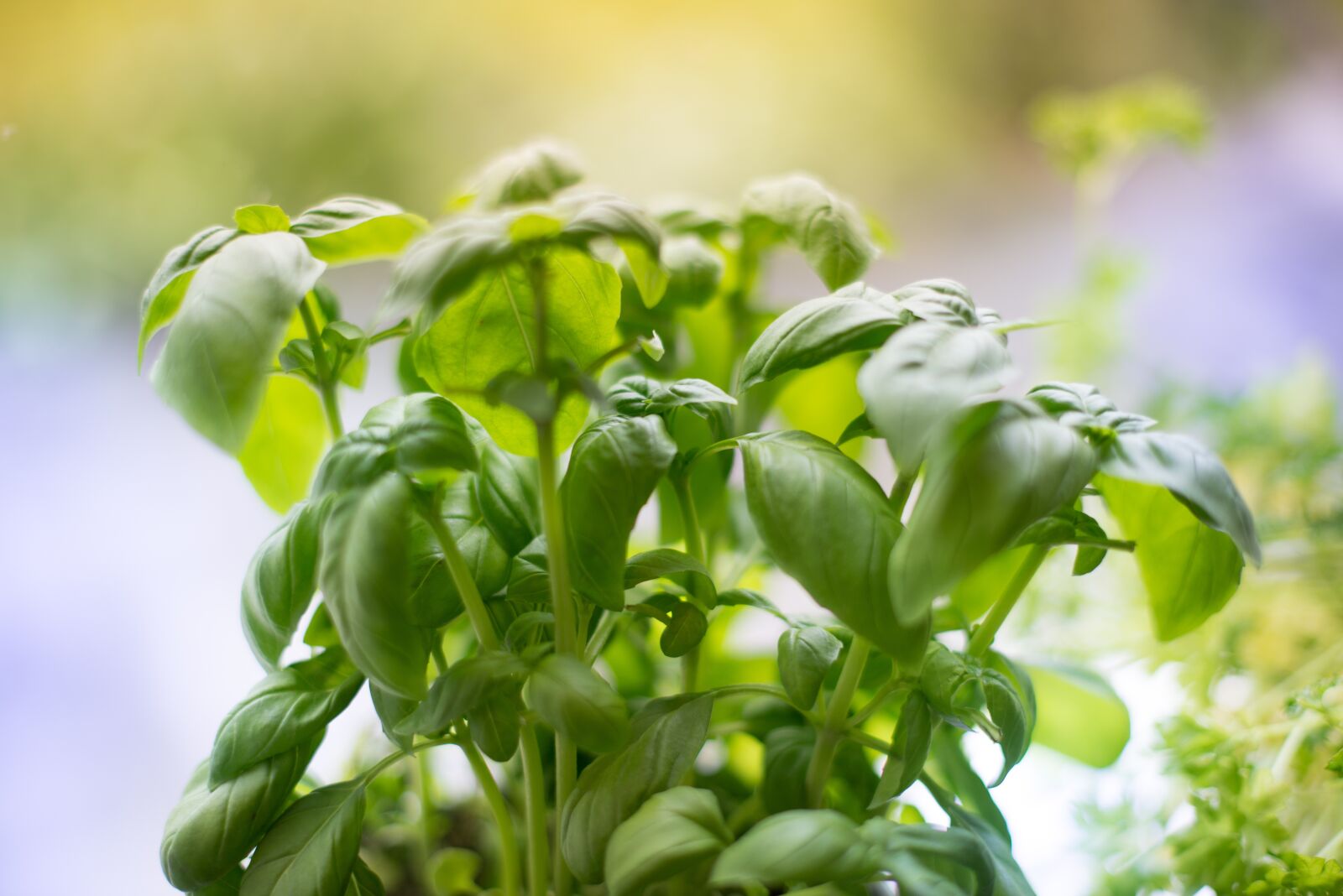 Nikon D610 sample photo. Basil, plant, herbs photography