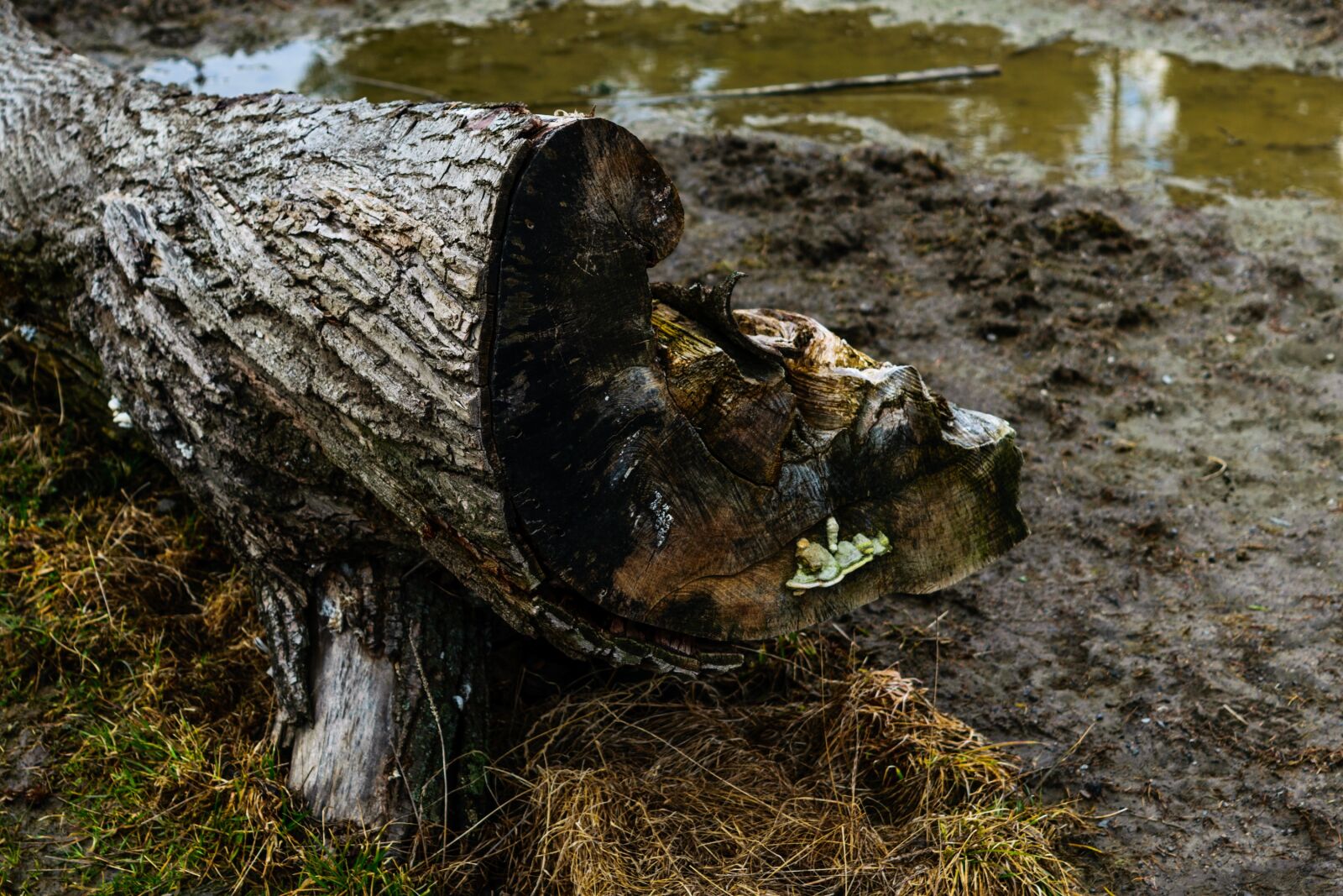 Nikon D3300 sample photo. Tree, nature, slovakia photography