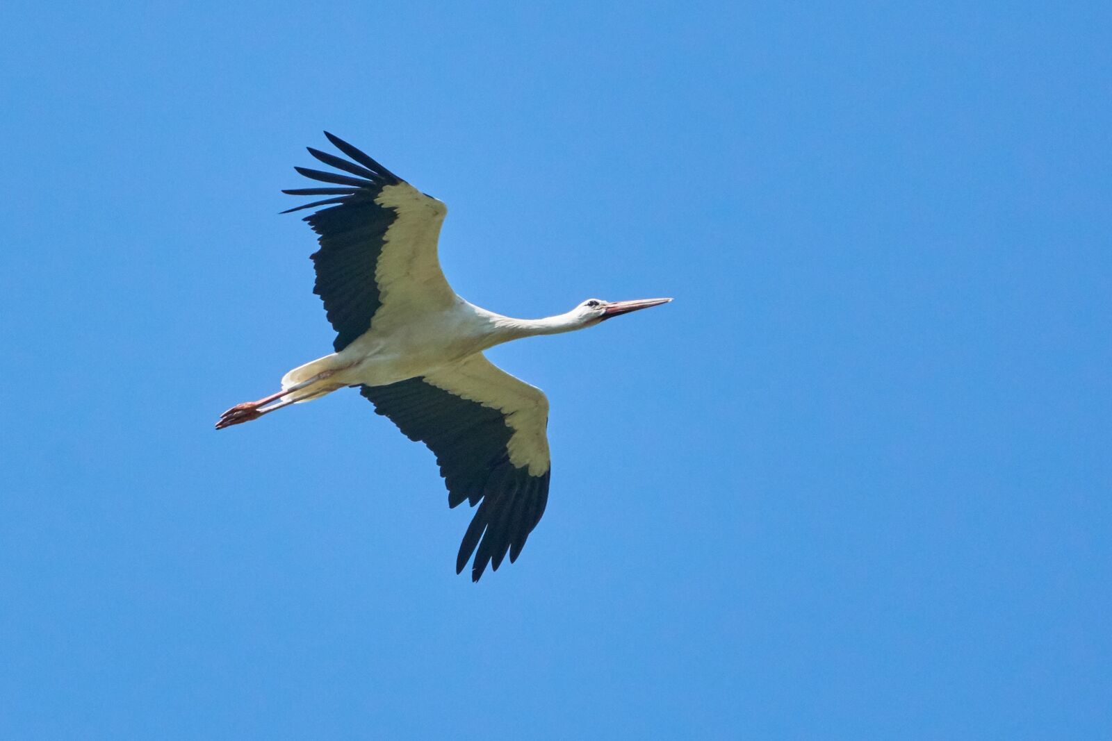 Sony a6300 sample photo. Stork, flying, sky photography