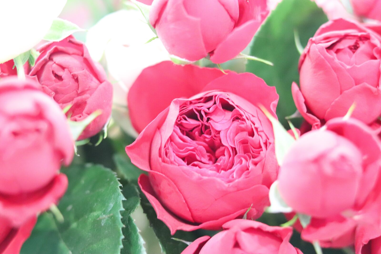 Canon EOS 200D (EOS Rebel SL2 / EOS Kiss X9) + Canon EF 50mm F1.8 STM sample photo. Flowers, rich, pink photography