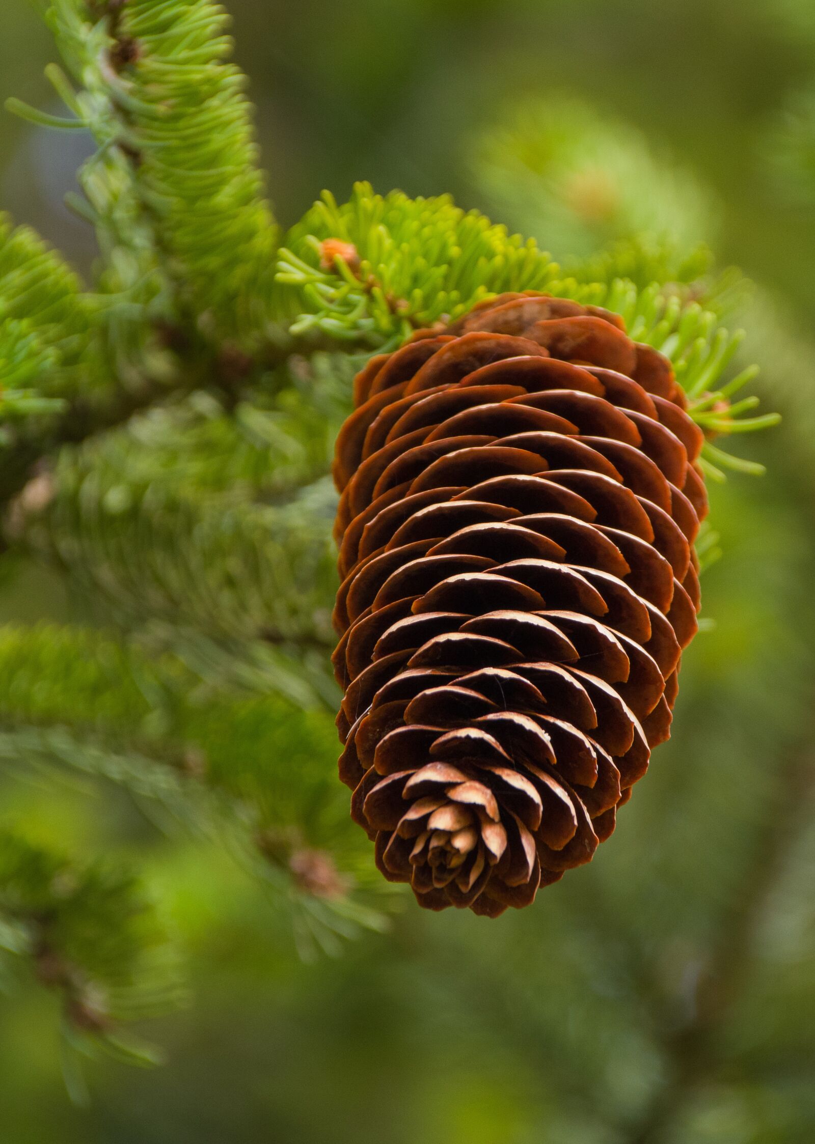 Pentax K-70 sample photo. Pine cones, spruce, tap photography