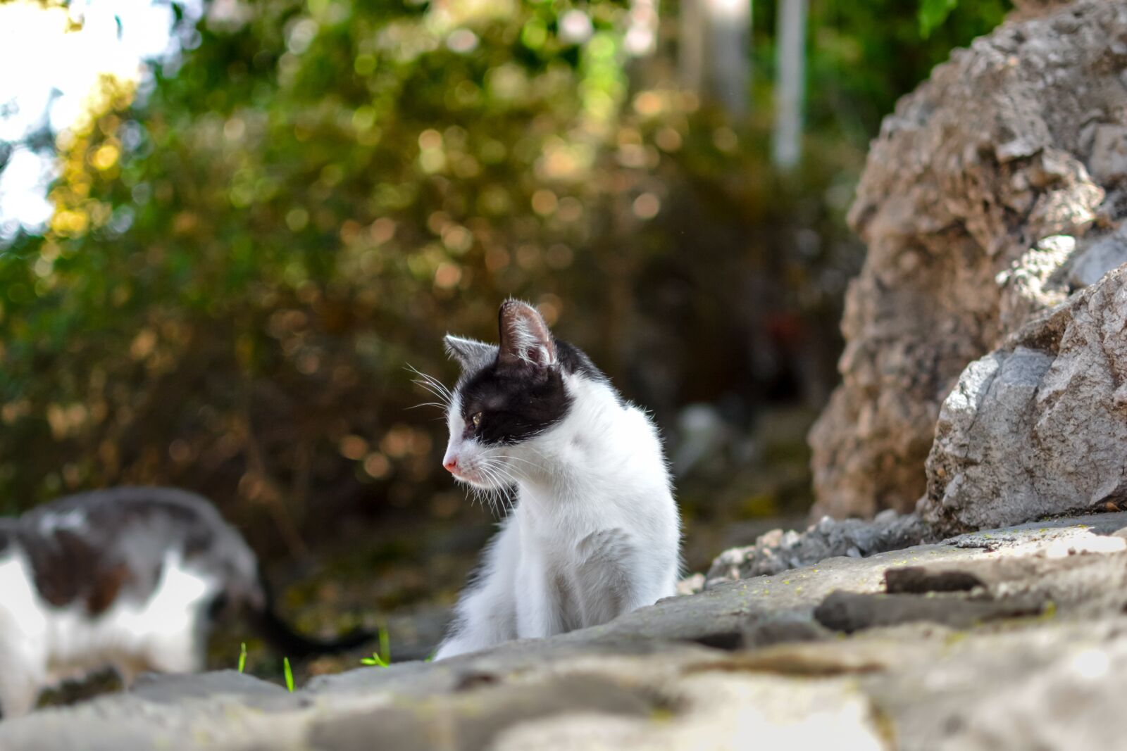 Nikon D5200 sample photo. Kitten, kitty, cat photography