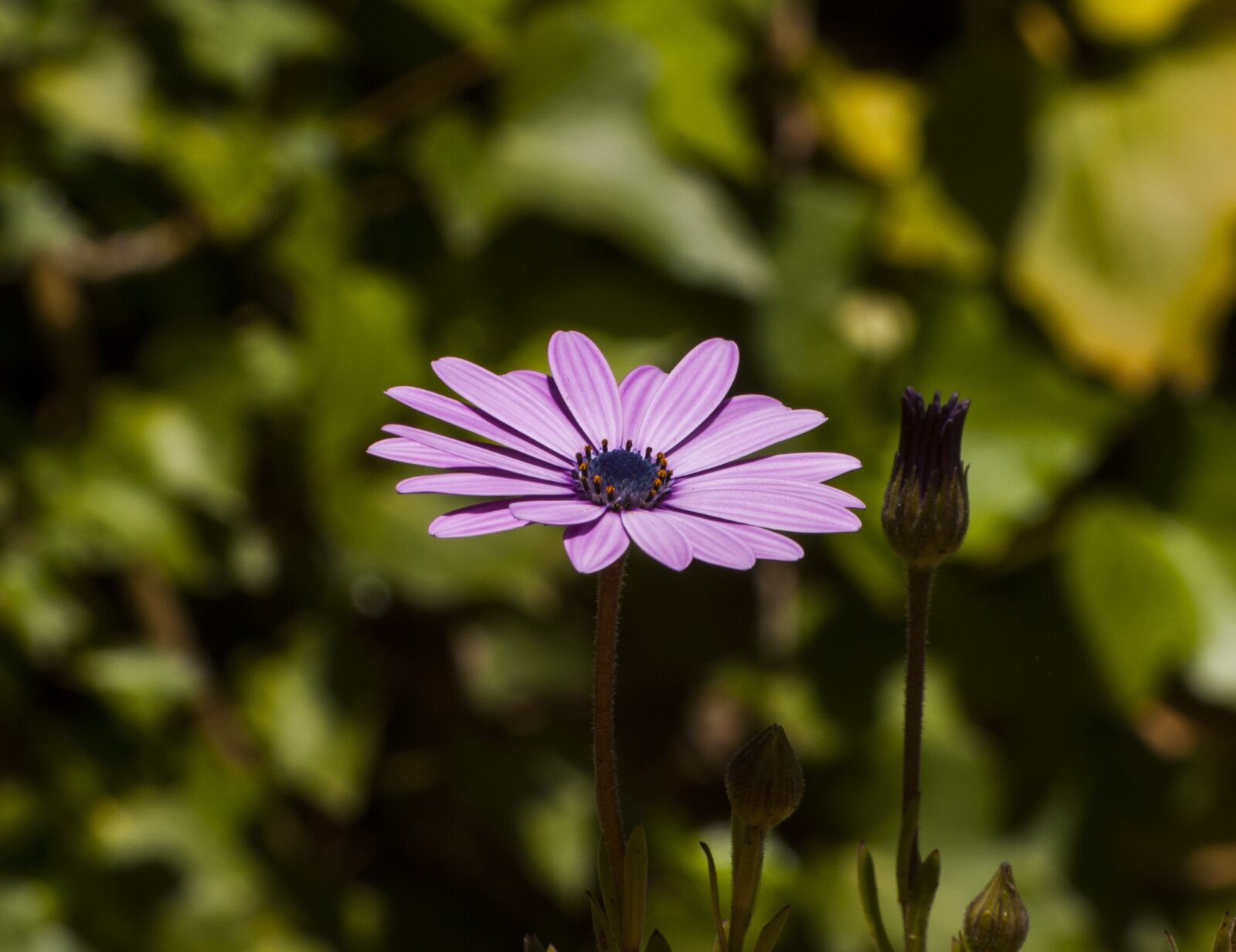 Nikon D60 sample photo. Flower, lilac, violet photography