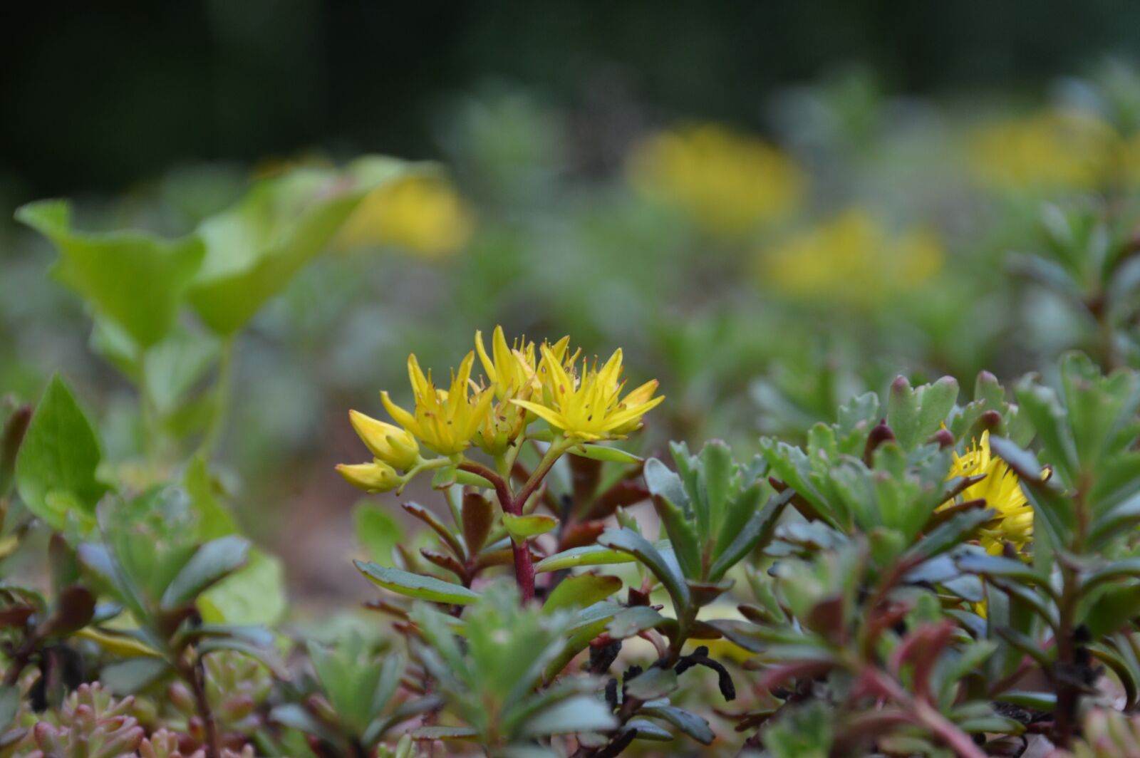 Nikon D3200 sample photo. Blossom, bloom, flower photography